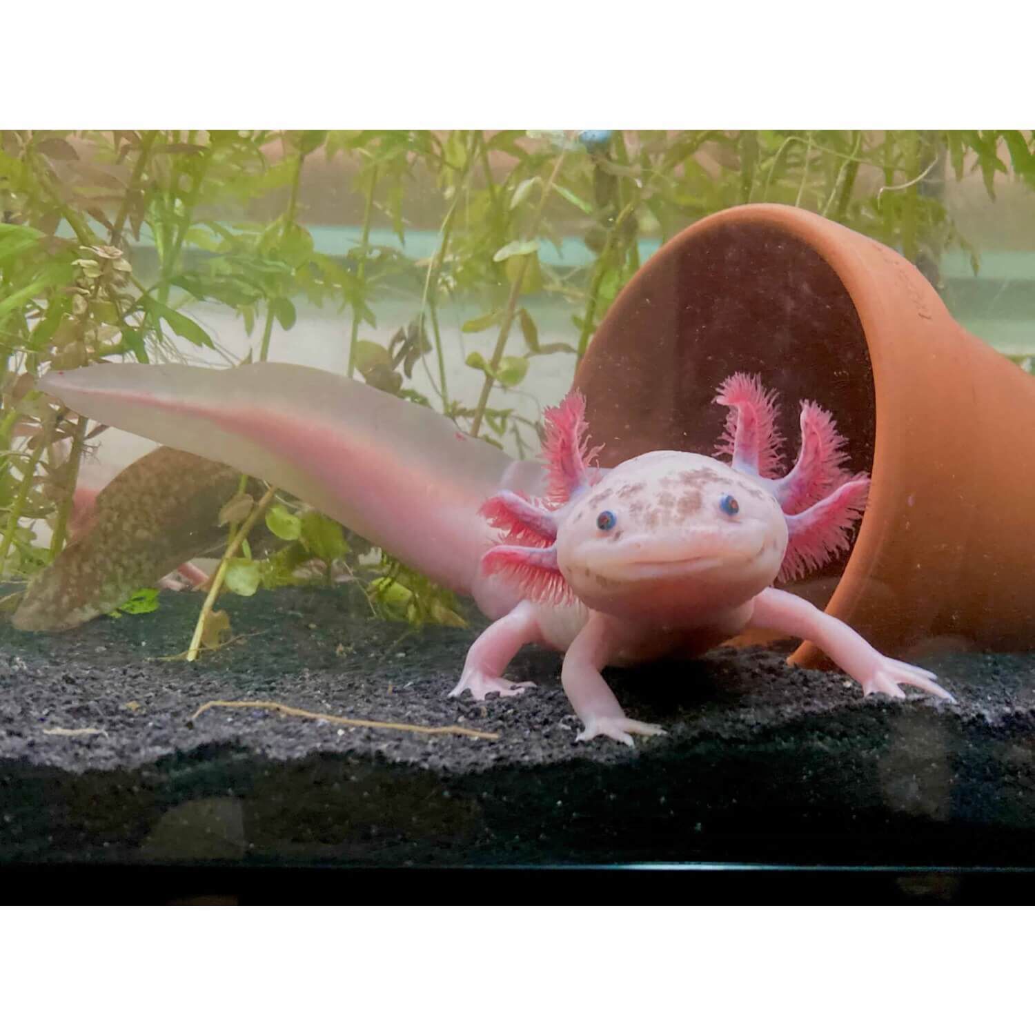 Assorted Axolotl Regular