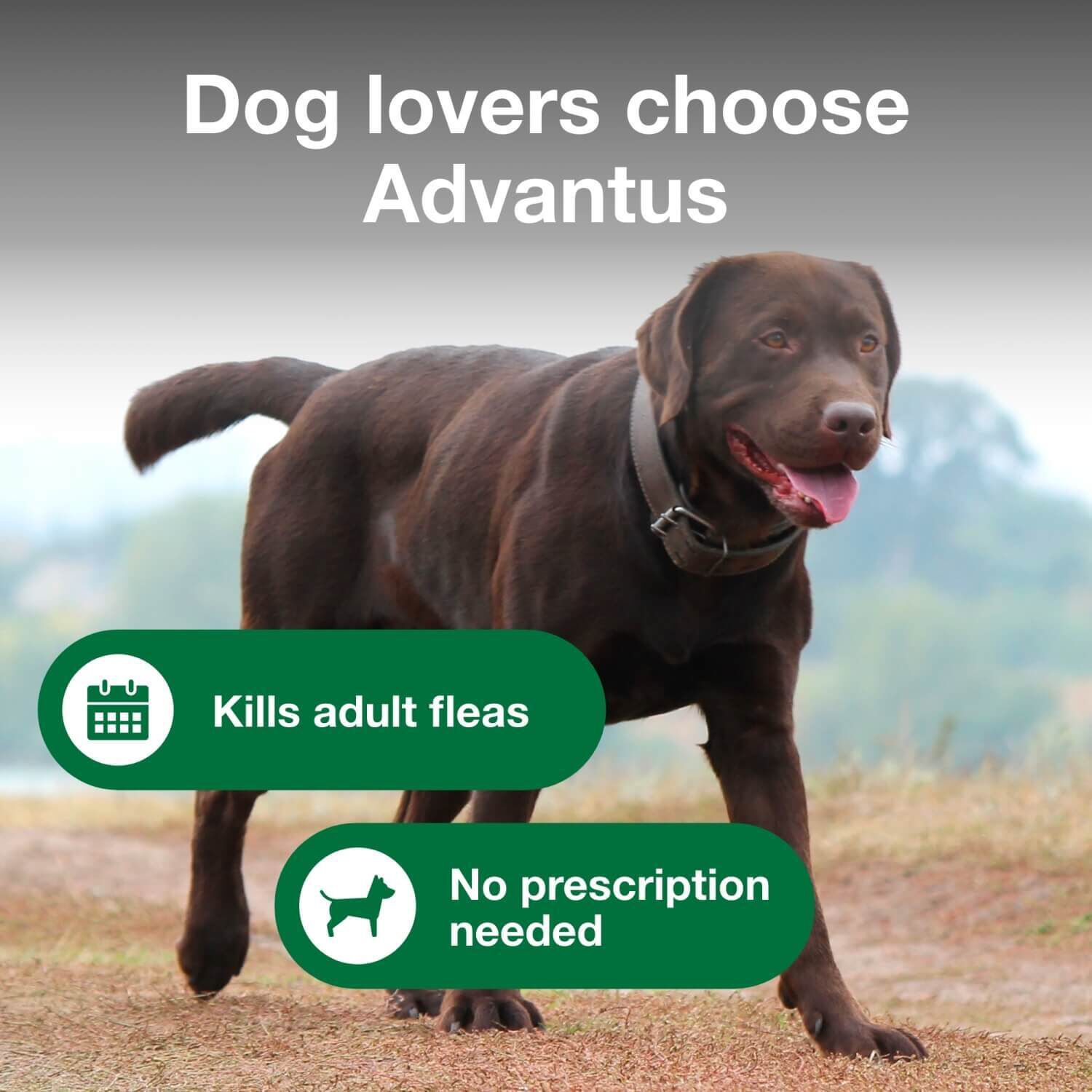 Advantus Chewable Oral Flea Treatment For Dogs, 23-110 Lbs