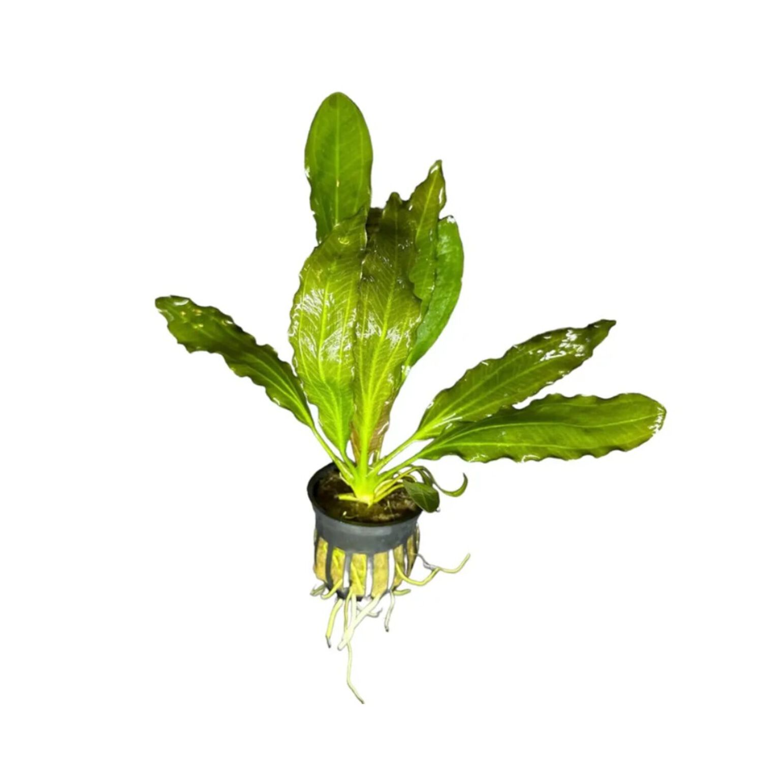 Melon Potted