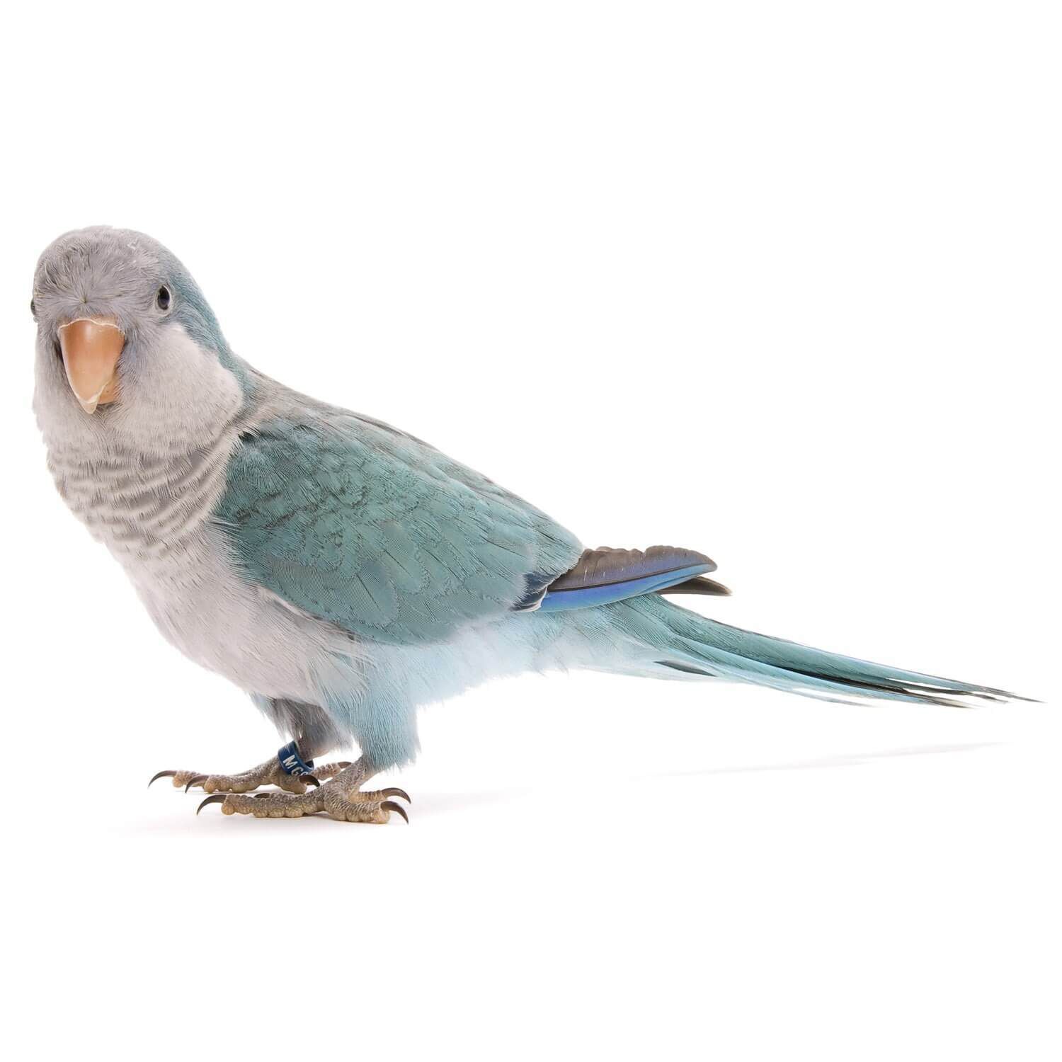 Buy Pet Birds Canaries Cockatiels Parakeets Pet Supermarket