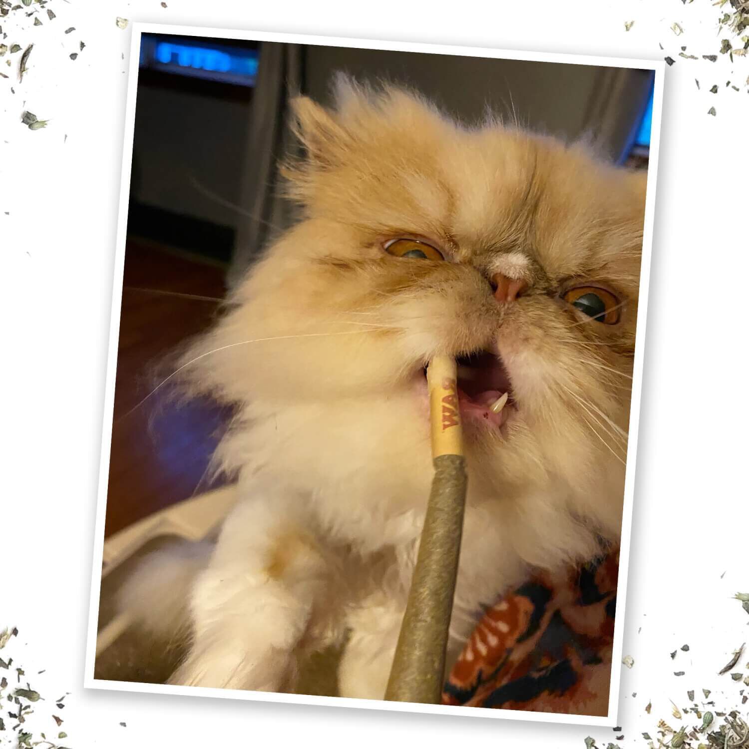 Meowijuana Catnip Rollies Catnip Cat Toys