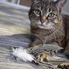 Petlinks Zippy Zebra Feather Catnip Cat Toy With Happy Nip