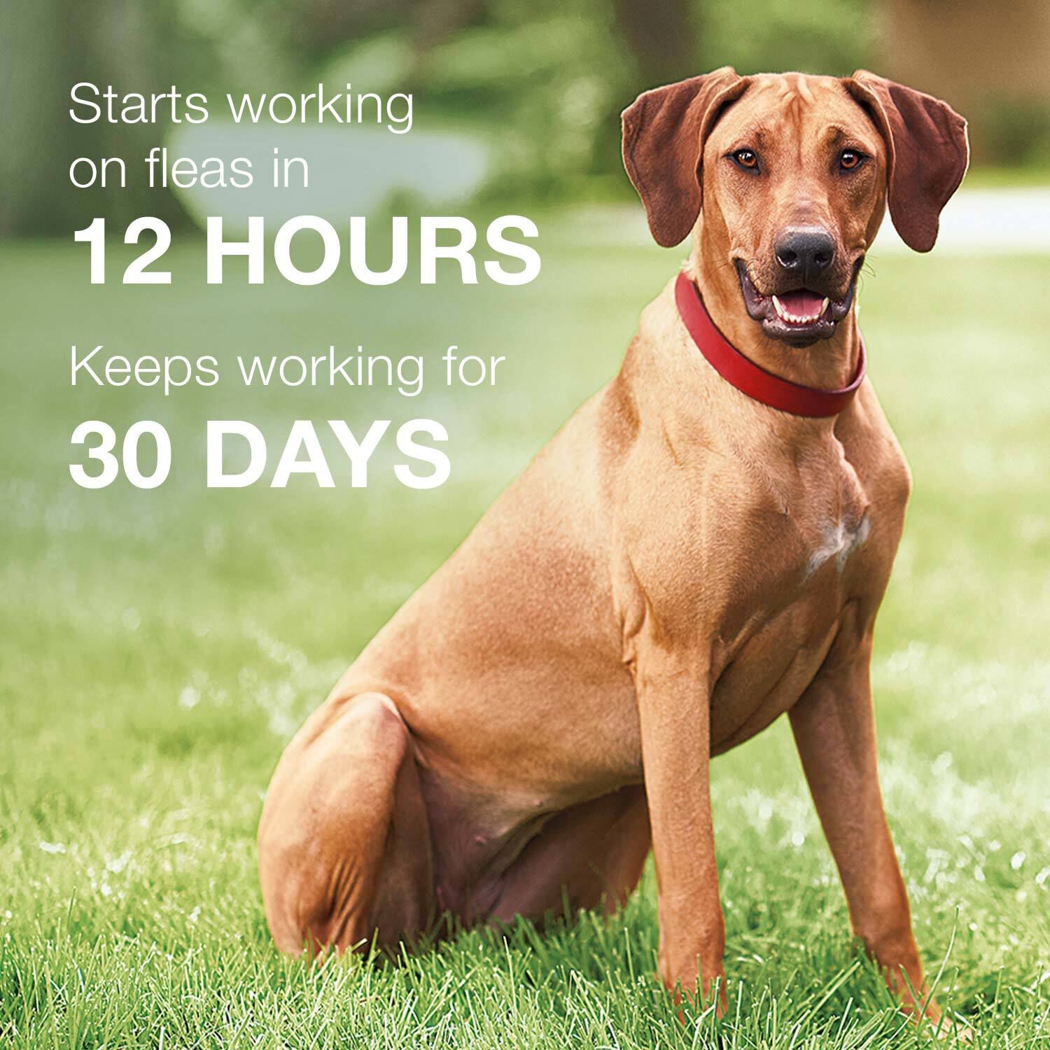 Elanco K9 Advantix Ii Topical Flea, Tick & Mosquito Treatment & Prevention For Small Dogs (4-10-Lbs), 6-Months Of Protection