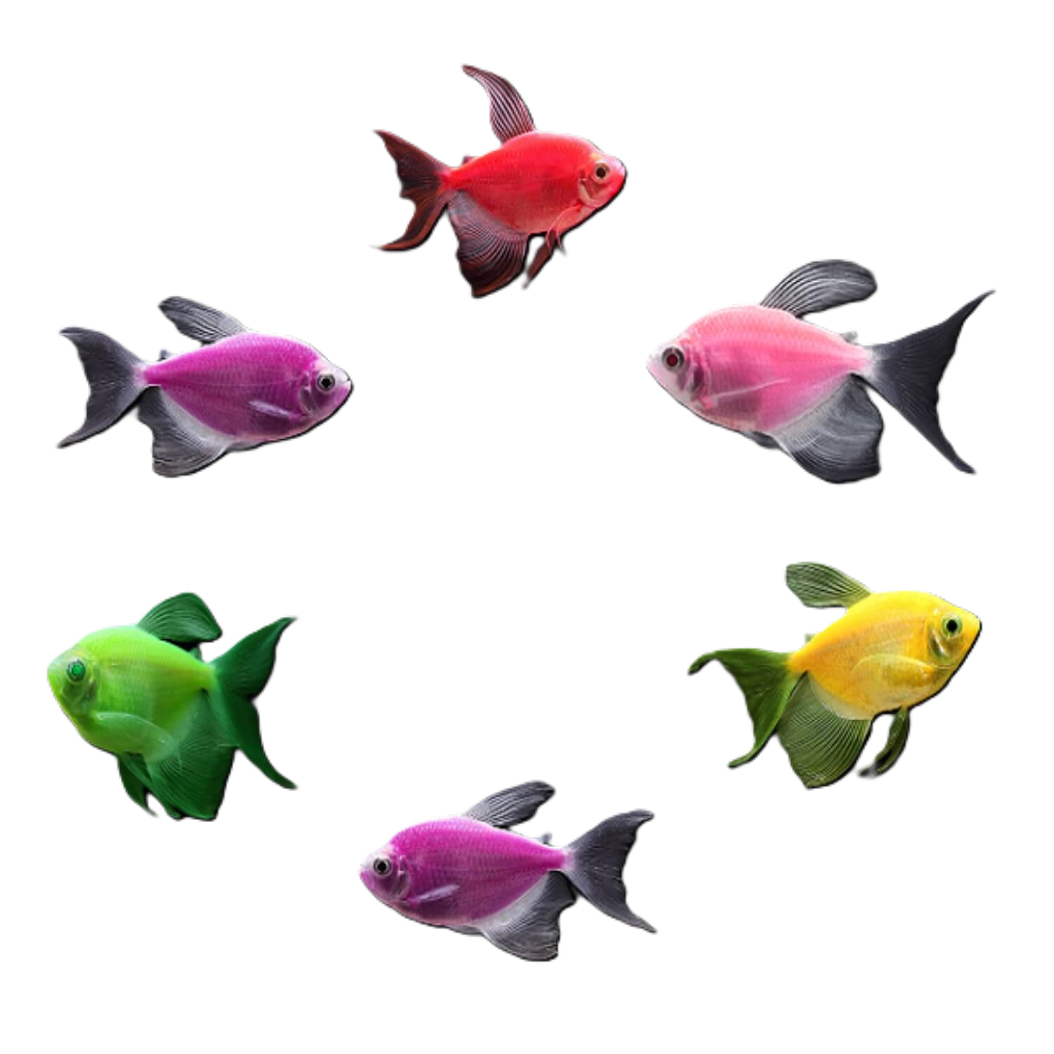 Glofish Longfin Tetra