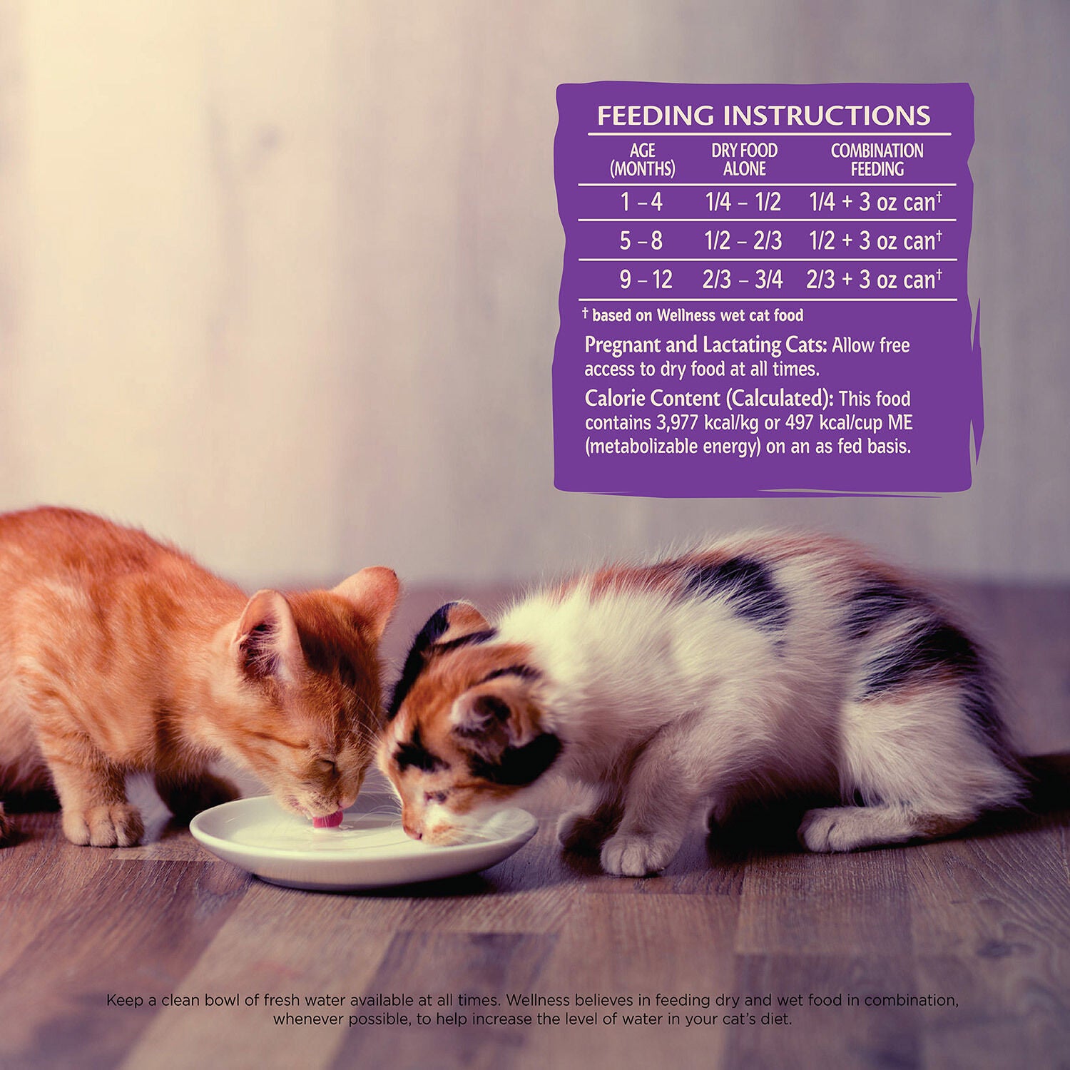 Core kitten shop