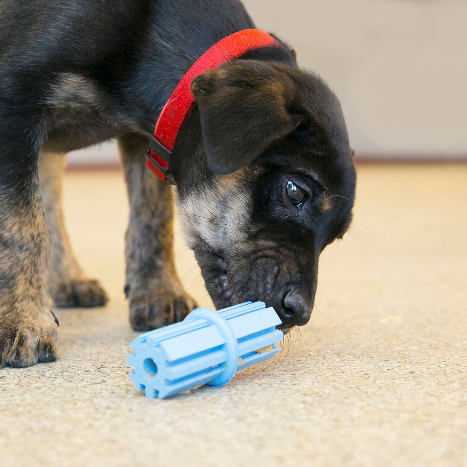 Kong Puppy Soft Rubber Teething Stick Dog Toy, Assorted Colors
