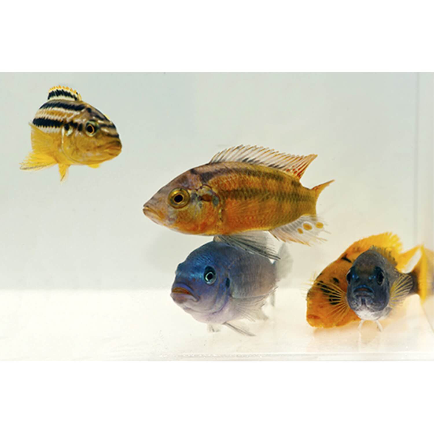 Assorted African Cichlid Regular