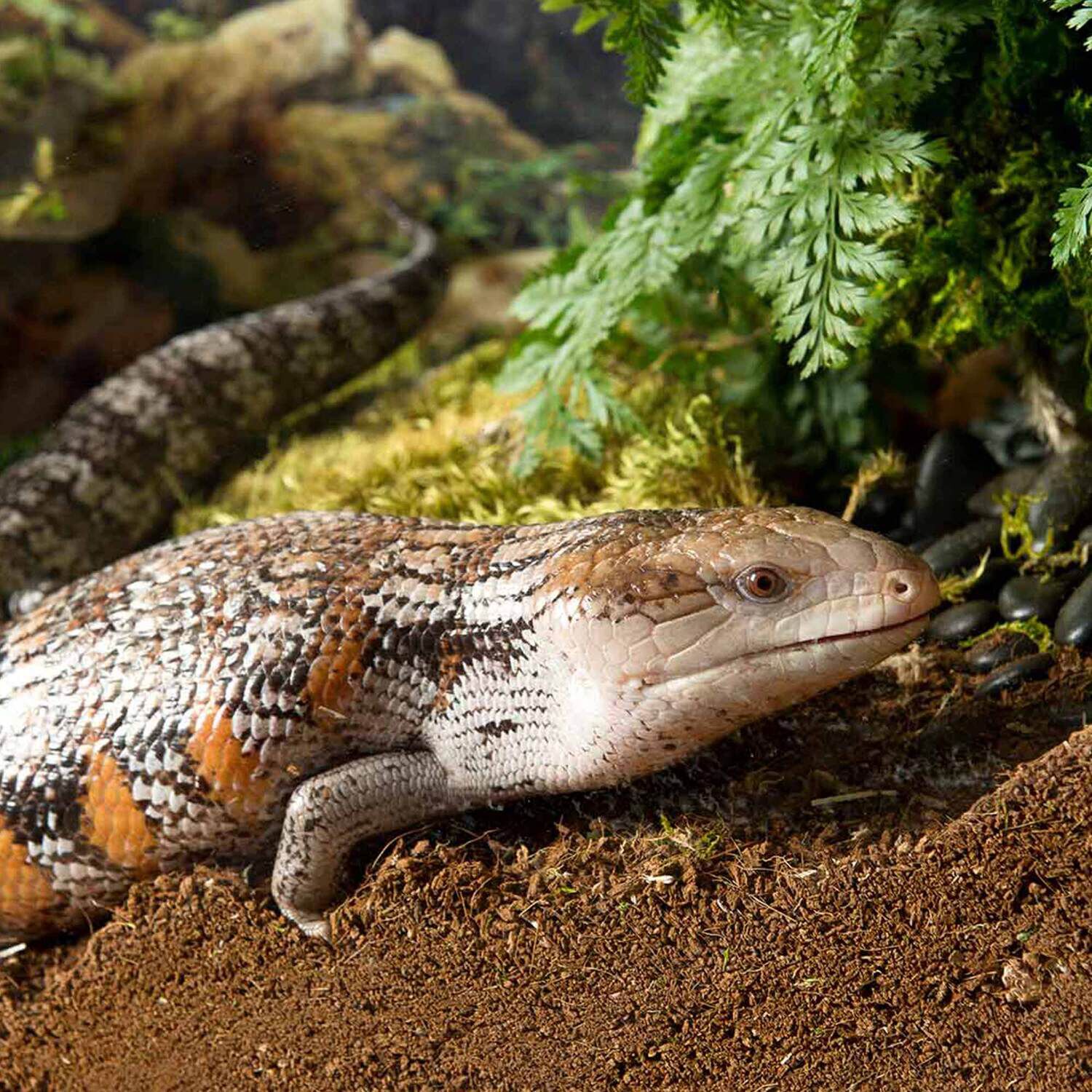 Gal&aacute;pagos Tropicoco Soil Reptile Substrate, Compressed Brick, 8Qt