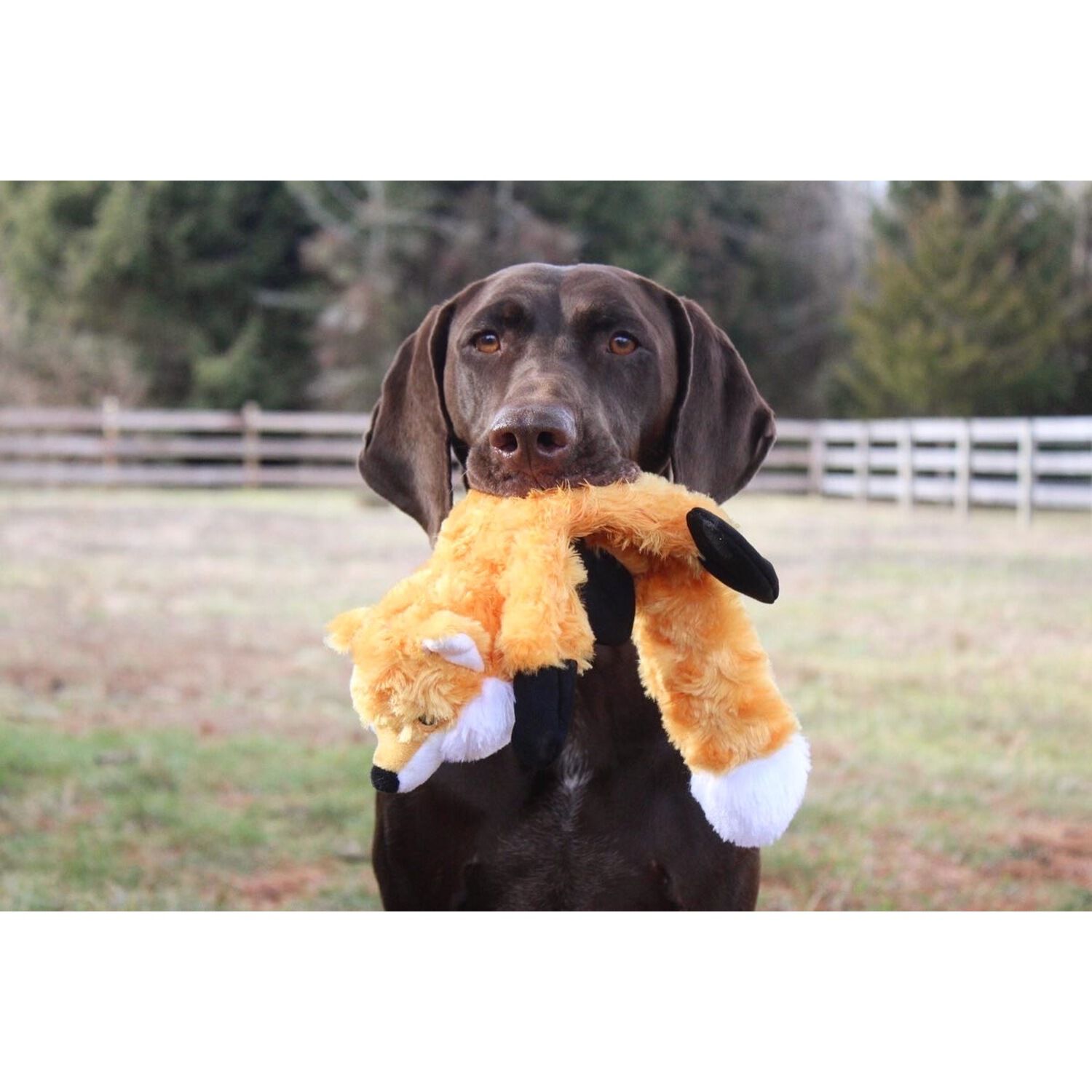 Tall Tails Stuffless Fox Squeaker Plush Dog Toy, 16"