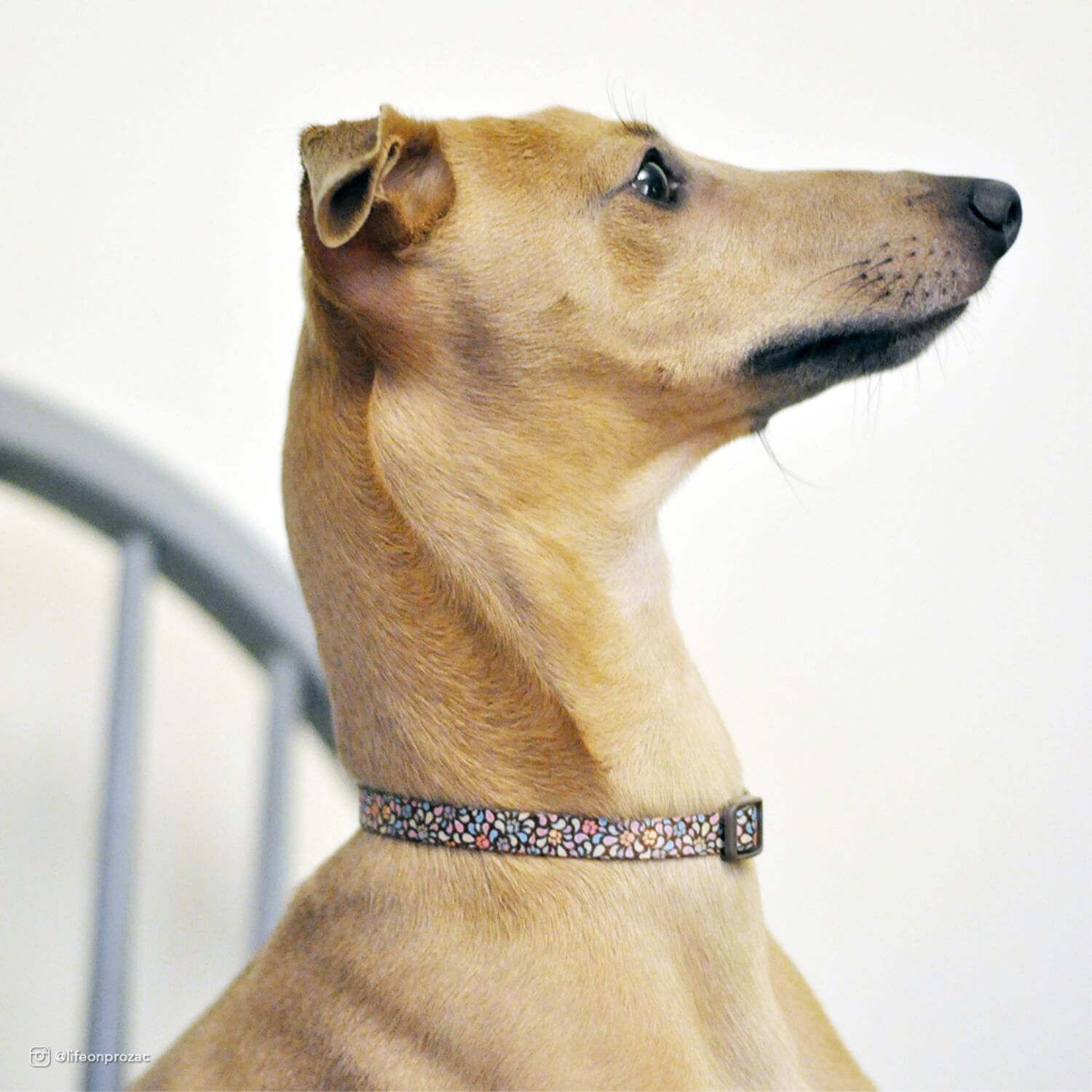 Coastal Pet Products Styles Adjustable Dog Collar - Bright Tie Dye, 1"X18"-26"