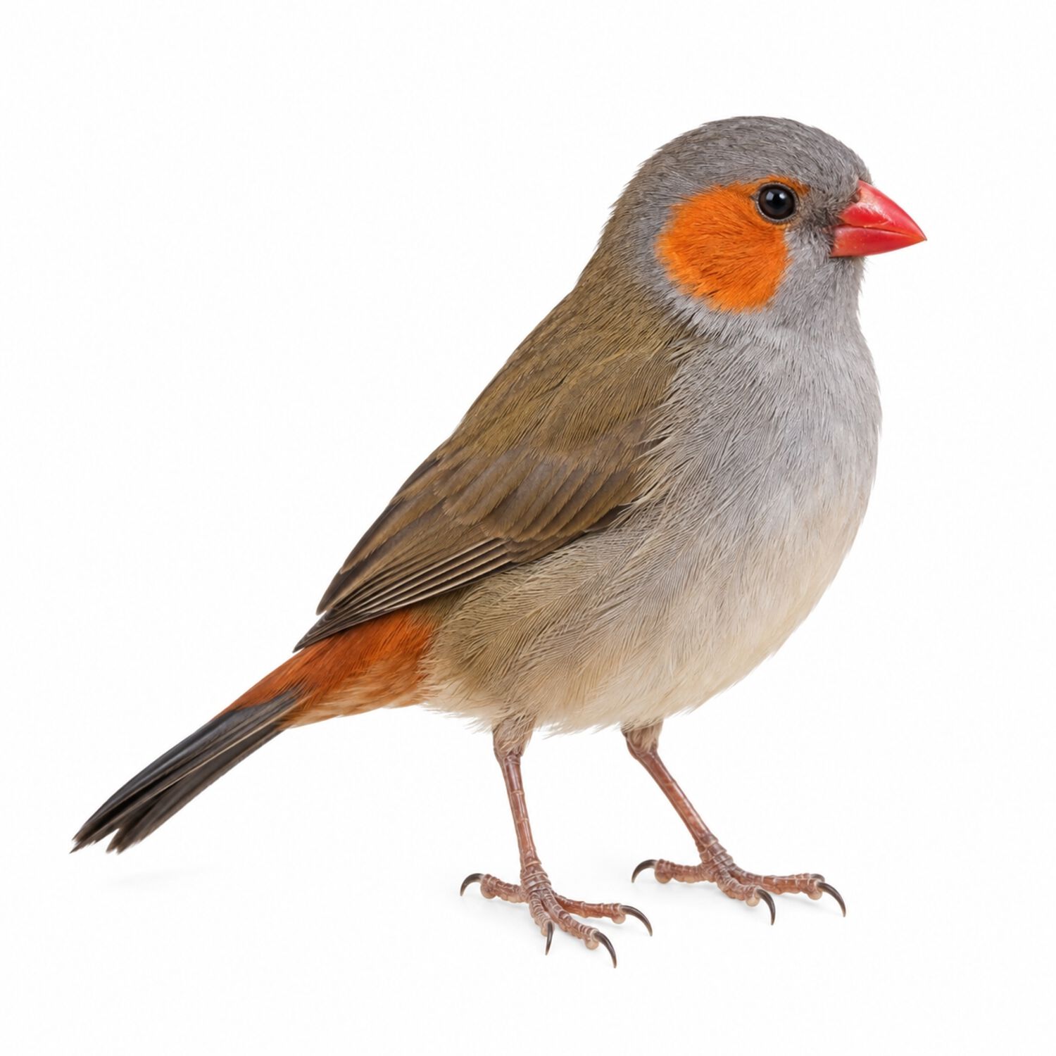 Orange Cheek Finch