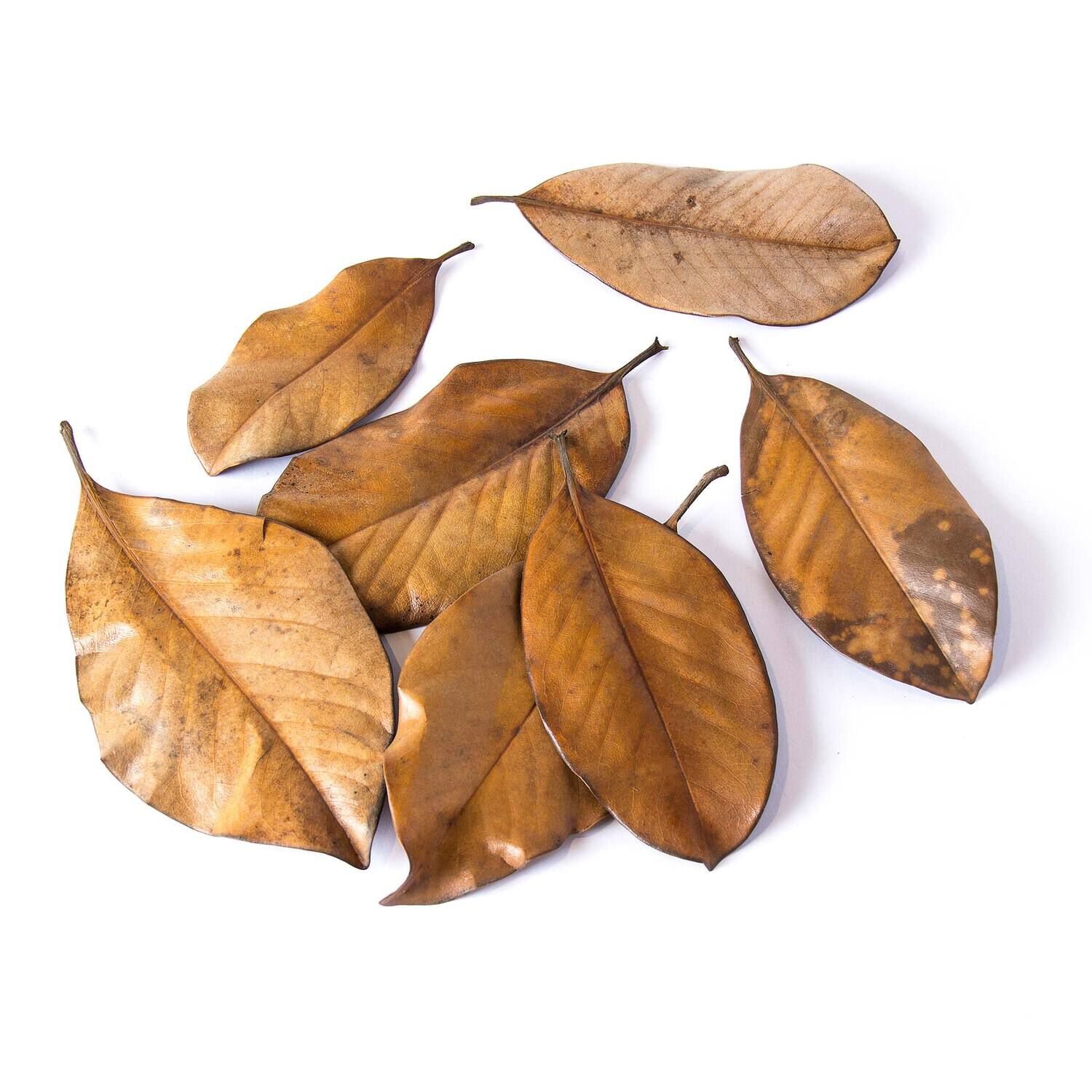 Gal&aacute;pagos Magnolia Leaves, Natural, 4Qt Header Bag
