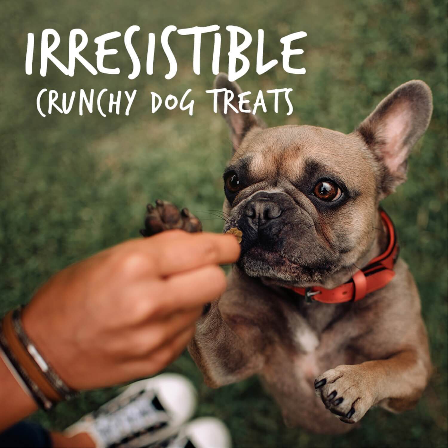 Fruitables Baked Crispy Bacon & Apple Flavor Healthy Low Calorie Dog Treats