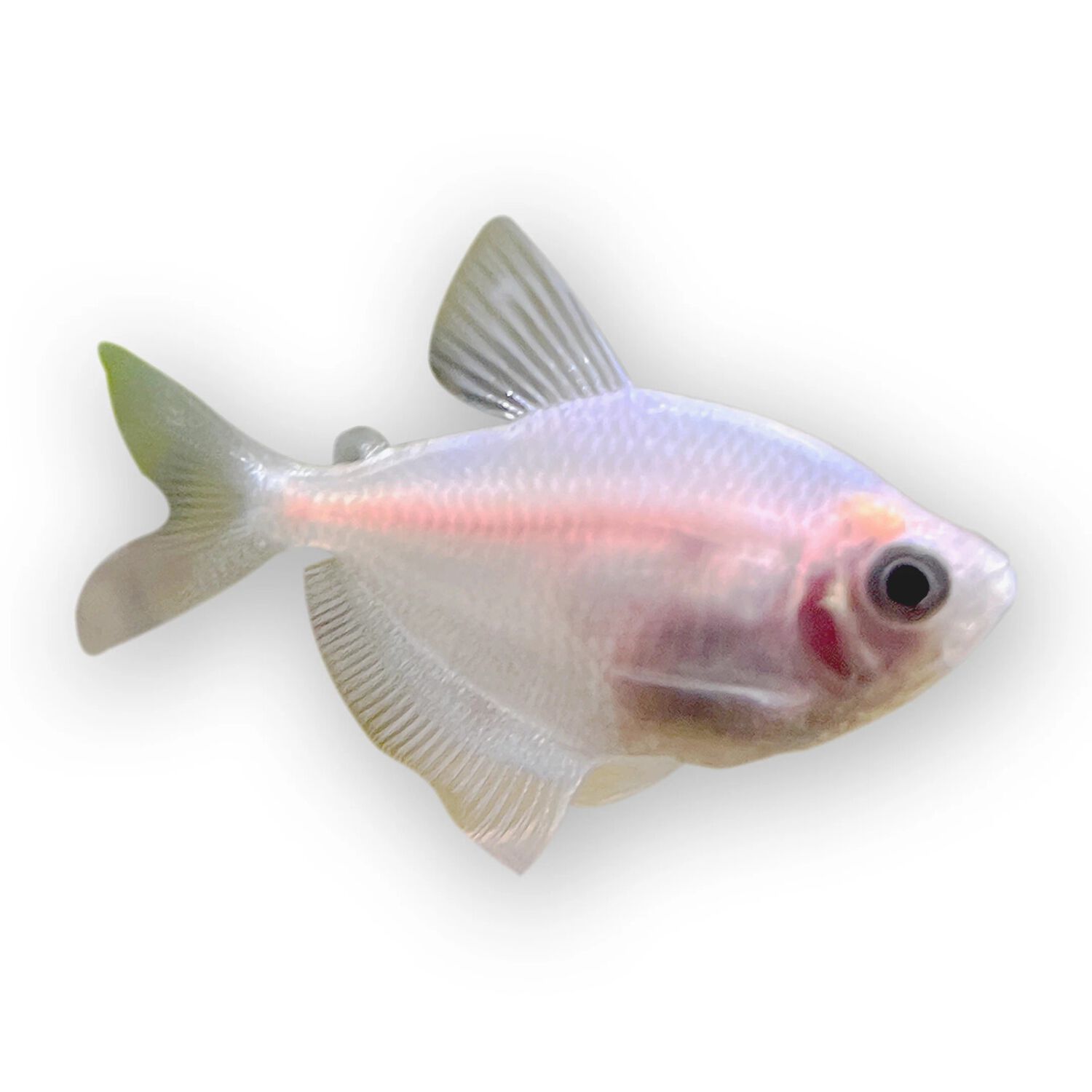 White Skirt Tetra, Regular