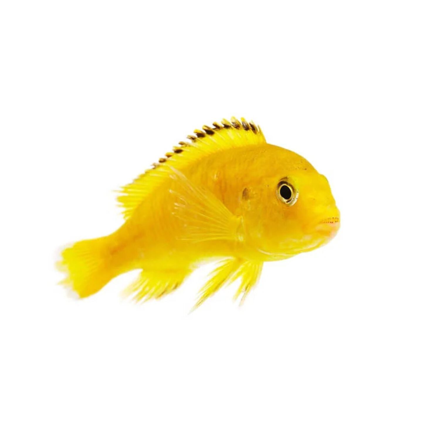 Lemon Yellow Labido