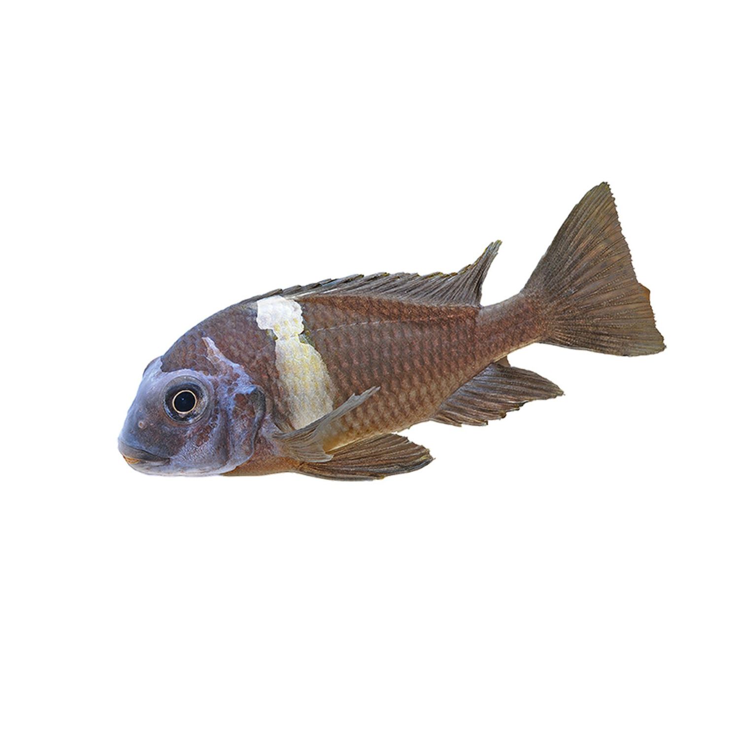 Tropheus Duboisi Cichlid
