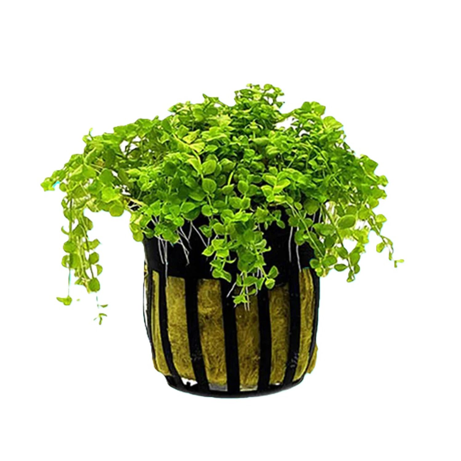 Micranthemum 'Monte