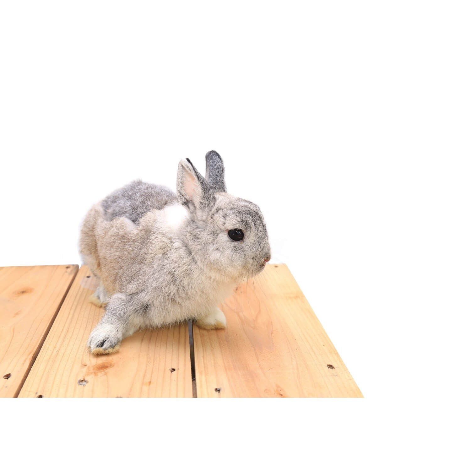 Assorted Premium Bunny Small