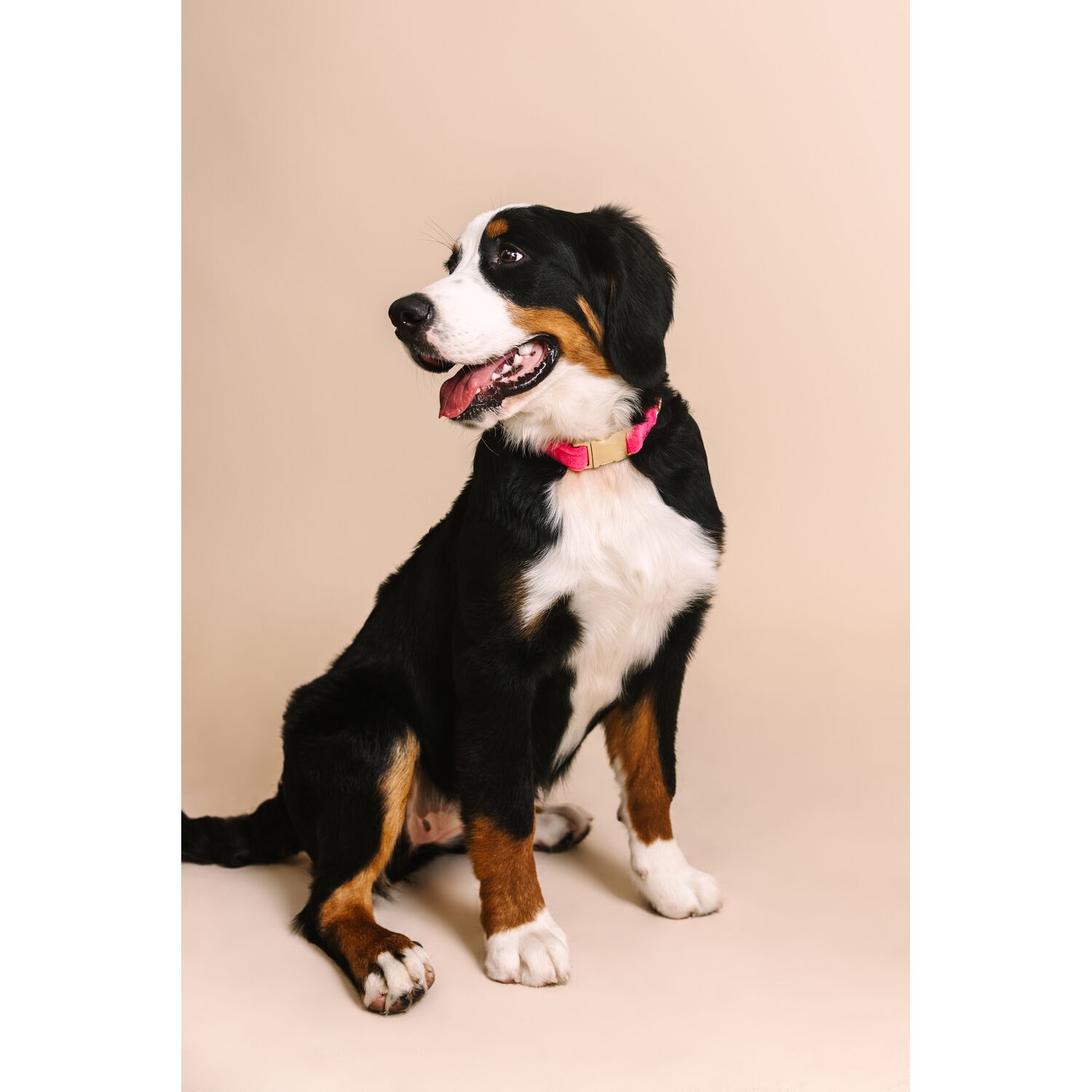 Pink Papyrus Valentina Velvet With Gold Buckle Adjustable Dog Collar, Pink, Large 18-28"