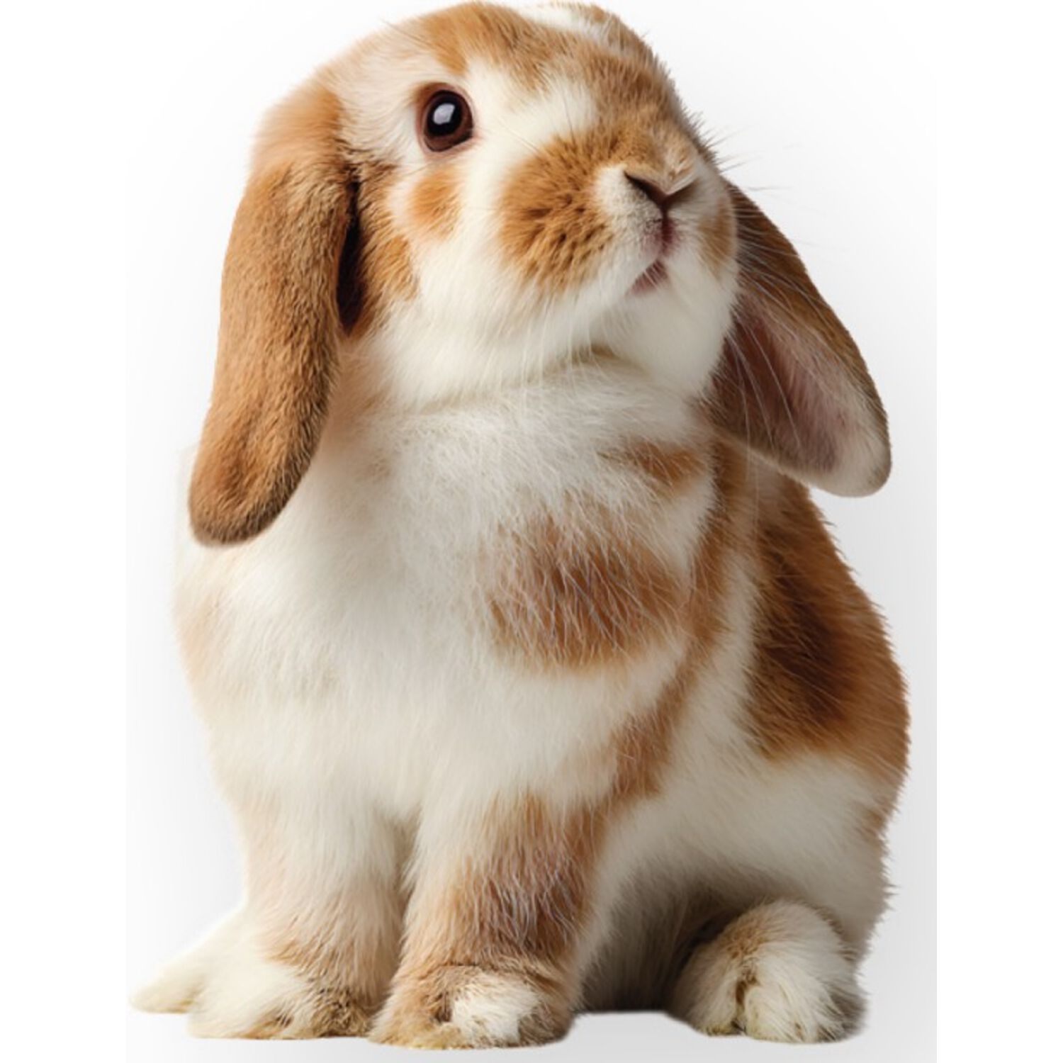 Mini Lop Ear Bunny