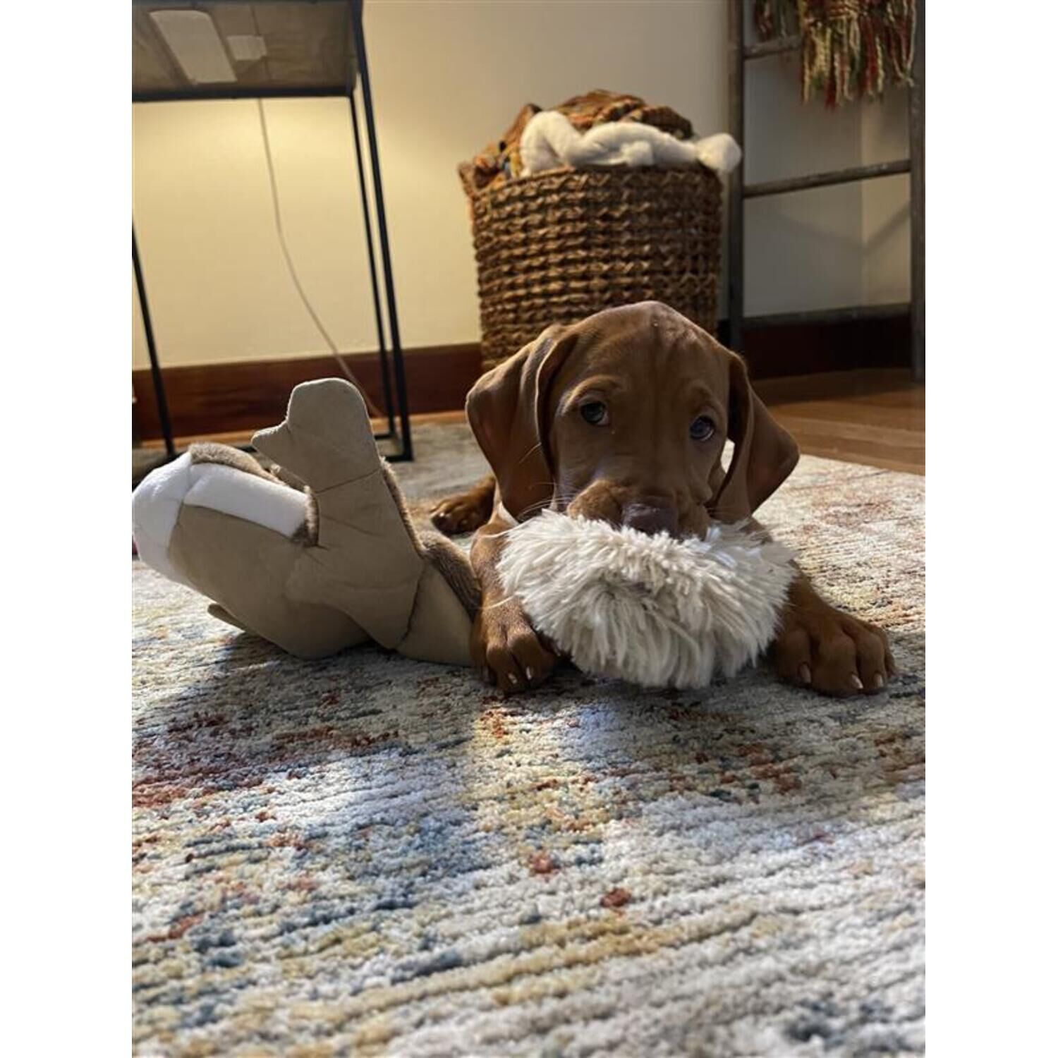 Tall Tails Stuffless Squirrel Plush Squeaky Dog Toy, 16"