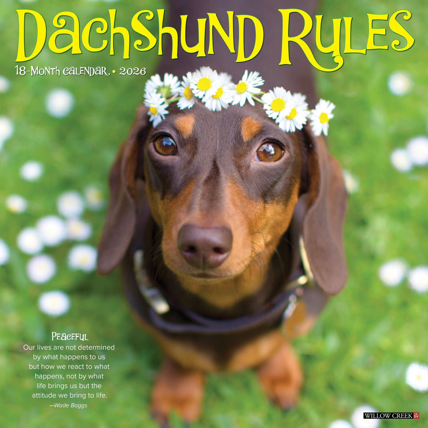 Willow Creek Press 2026 Dachshund Rules Wall Calendar