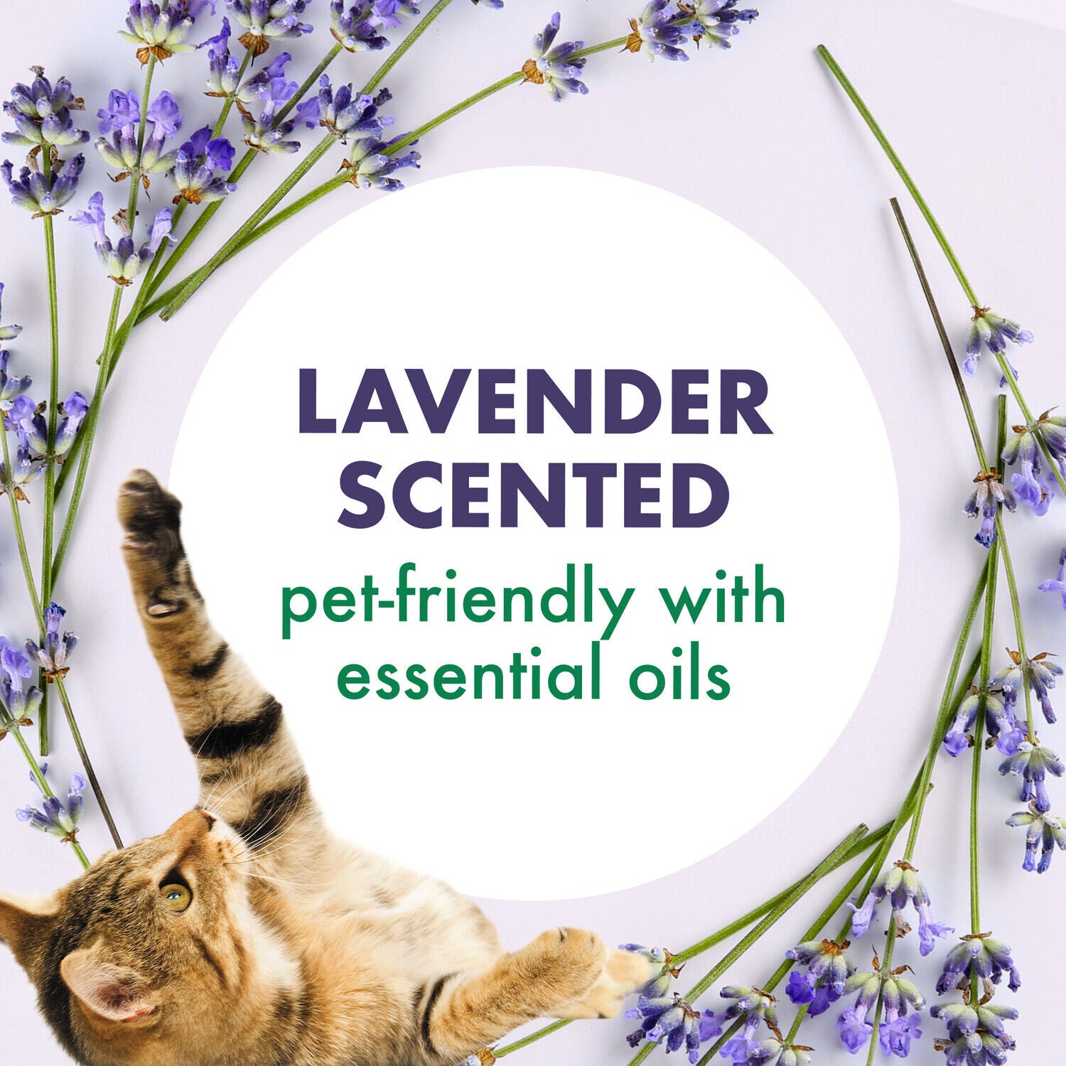 Arm & Hammer Forever Fresh Lavender Scented Cat Litter Deodorizer, 30Oz