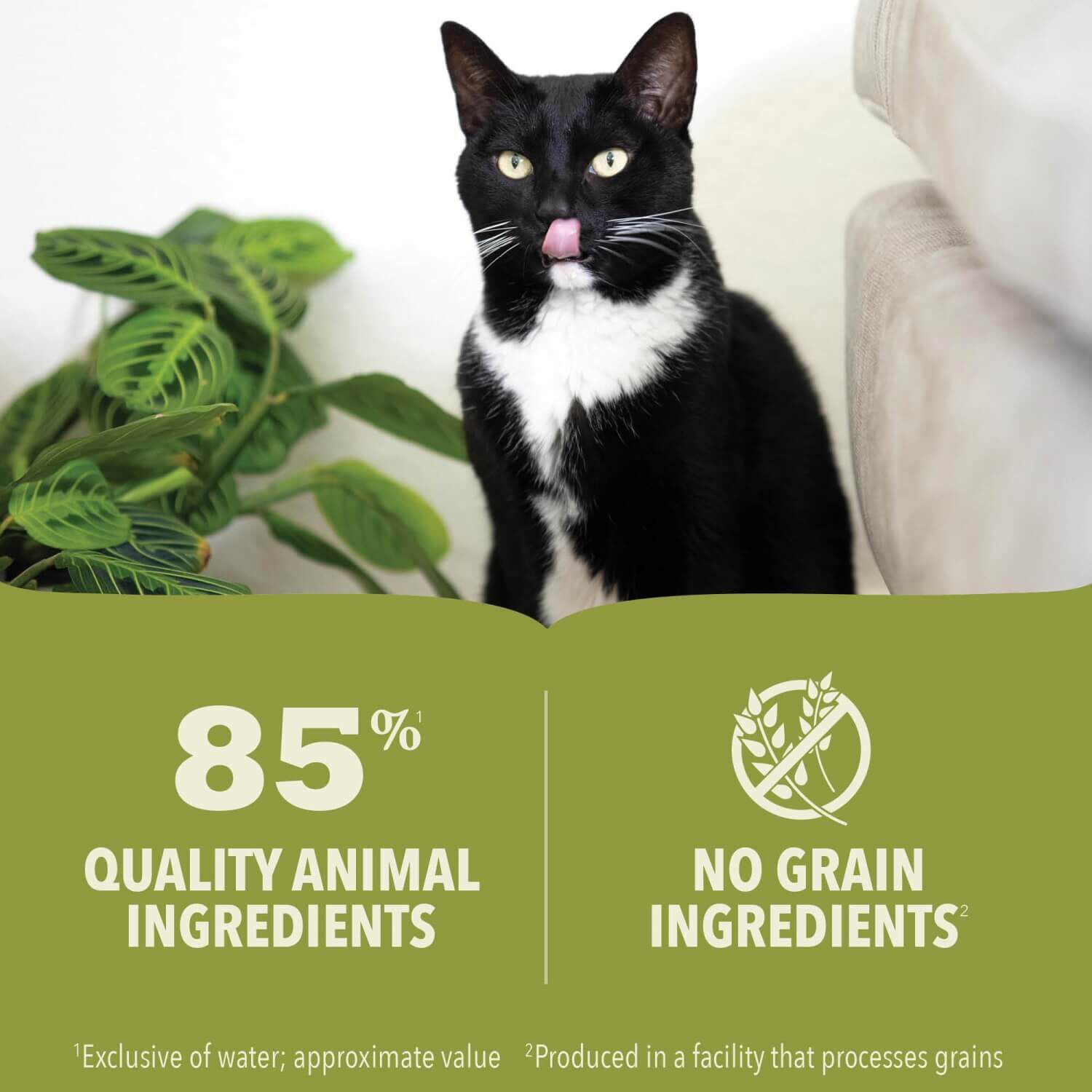Acana Chicken & Tuna Recipe In Bone Broth Kitten Formula Wet Cat Food, 3-Oz Pack Of 24
