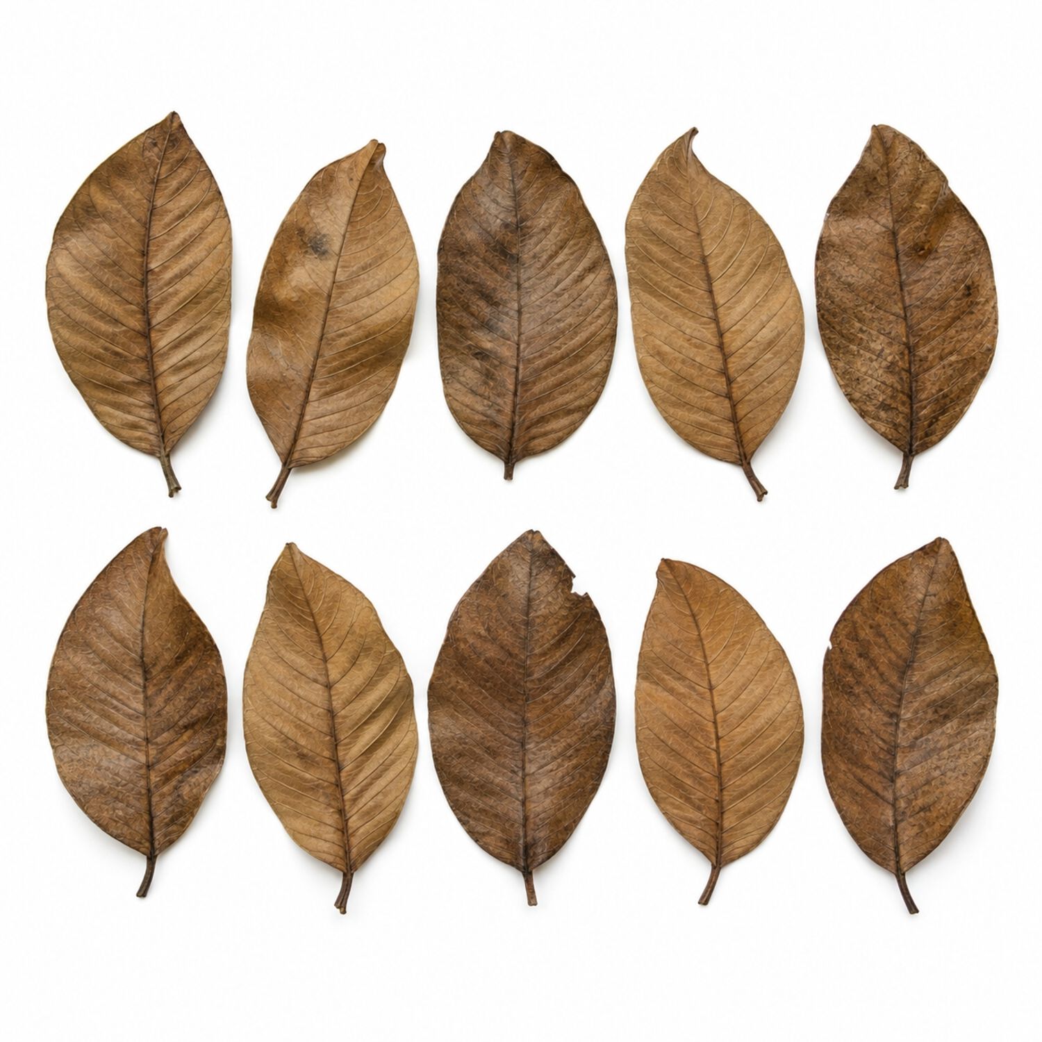 Hydroasis Guava Leaves 10-Pack