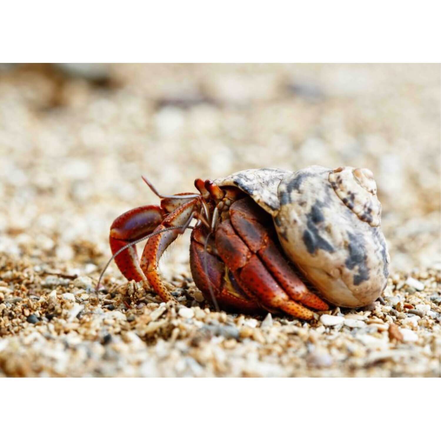 Fancy Hermit Crab Medium