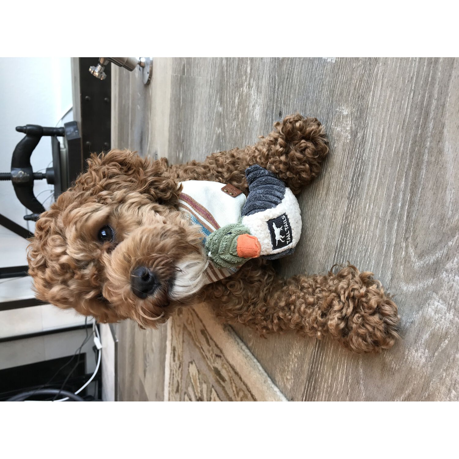 Tall Tails Duckling With Squeaker Plush Dog Toy