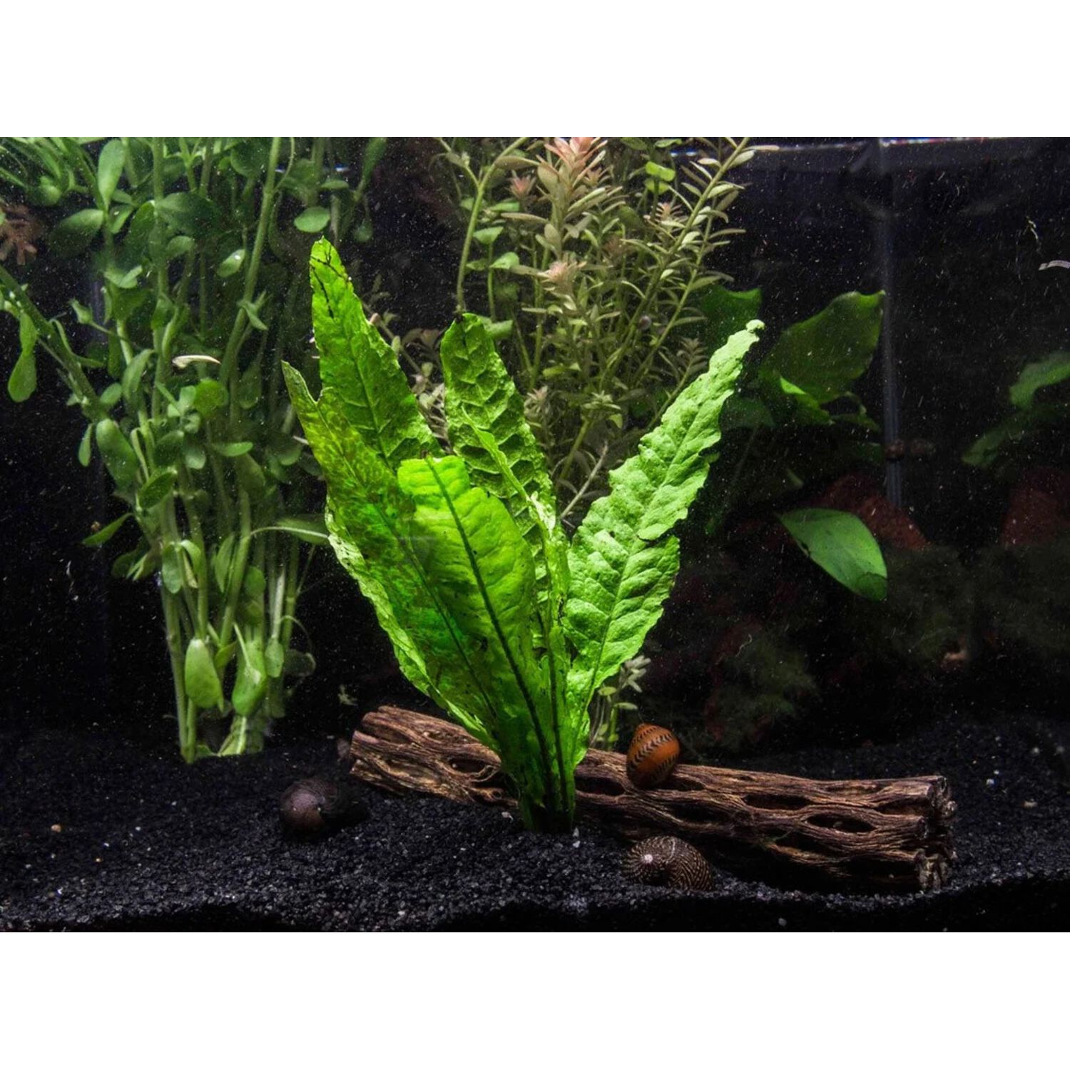 Java Ferns
