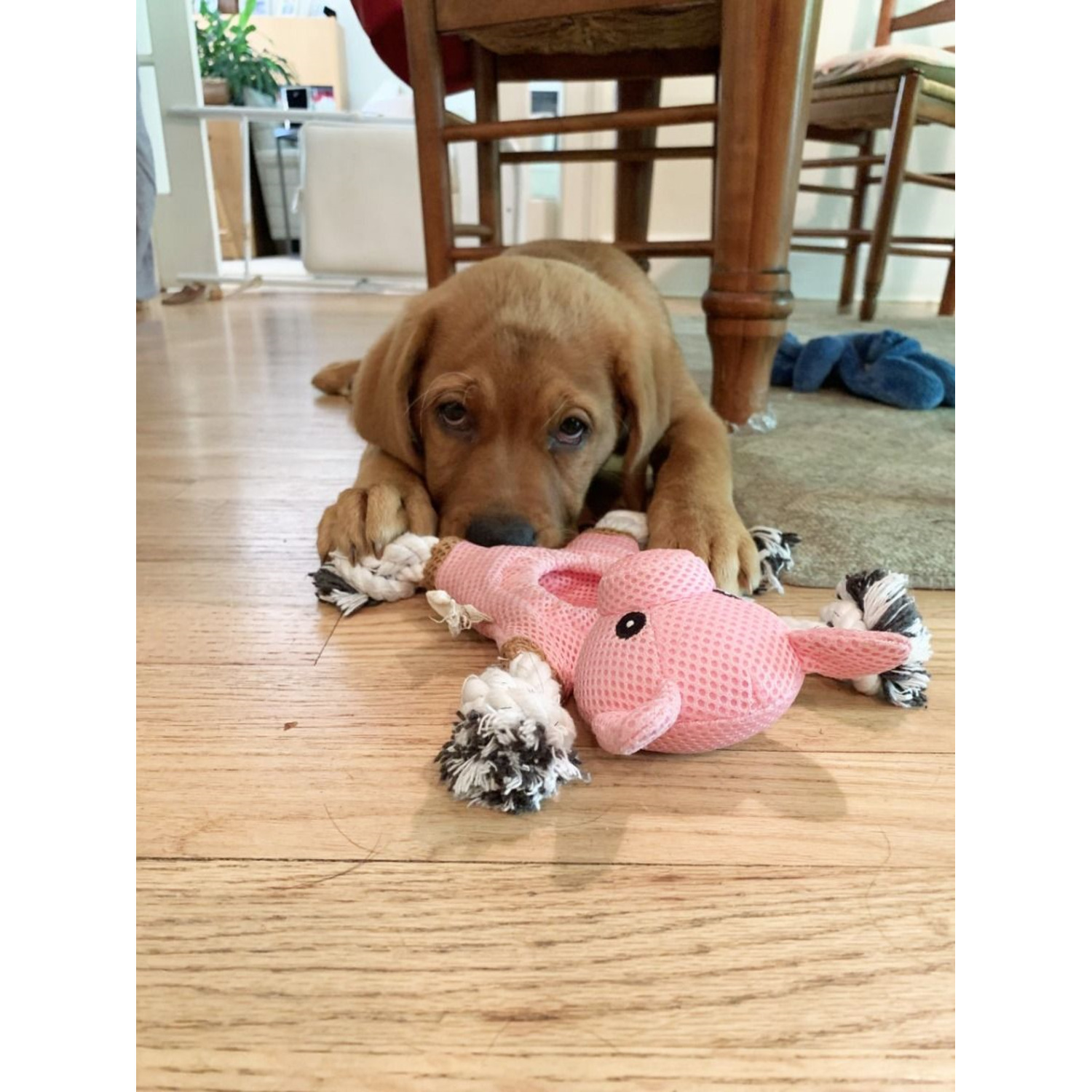 Territory Pig 2-In-1 Fetch & Tug Dog Toy, 10"