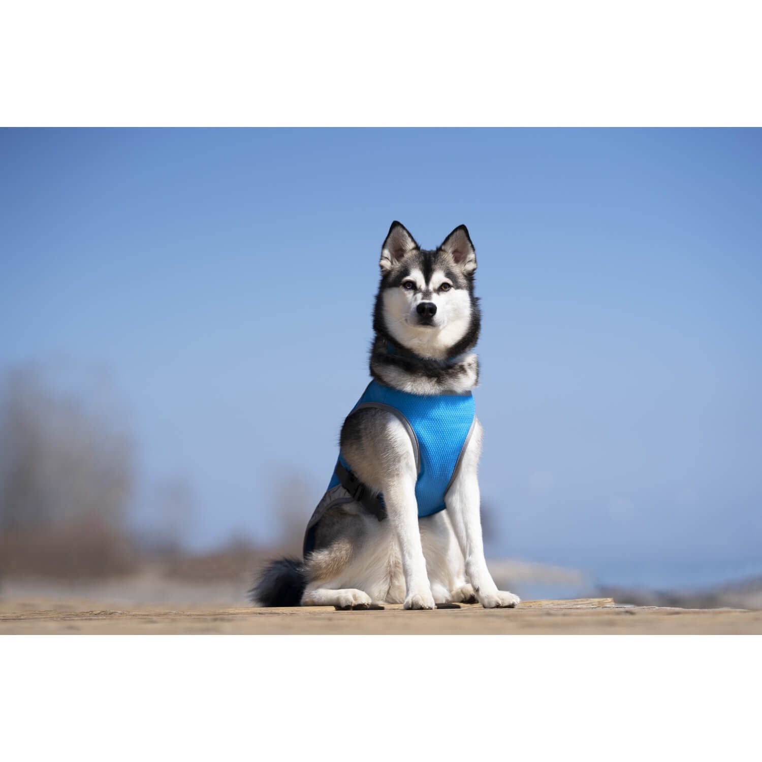 Canada Pooch Chill Seeker Cooling Dog Vest - Blue