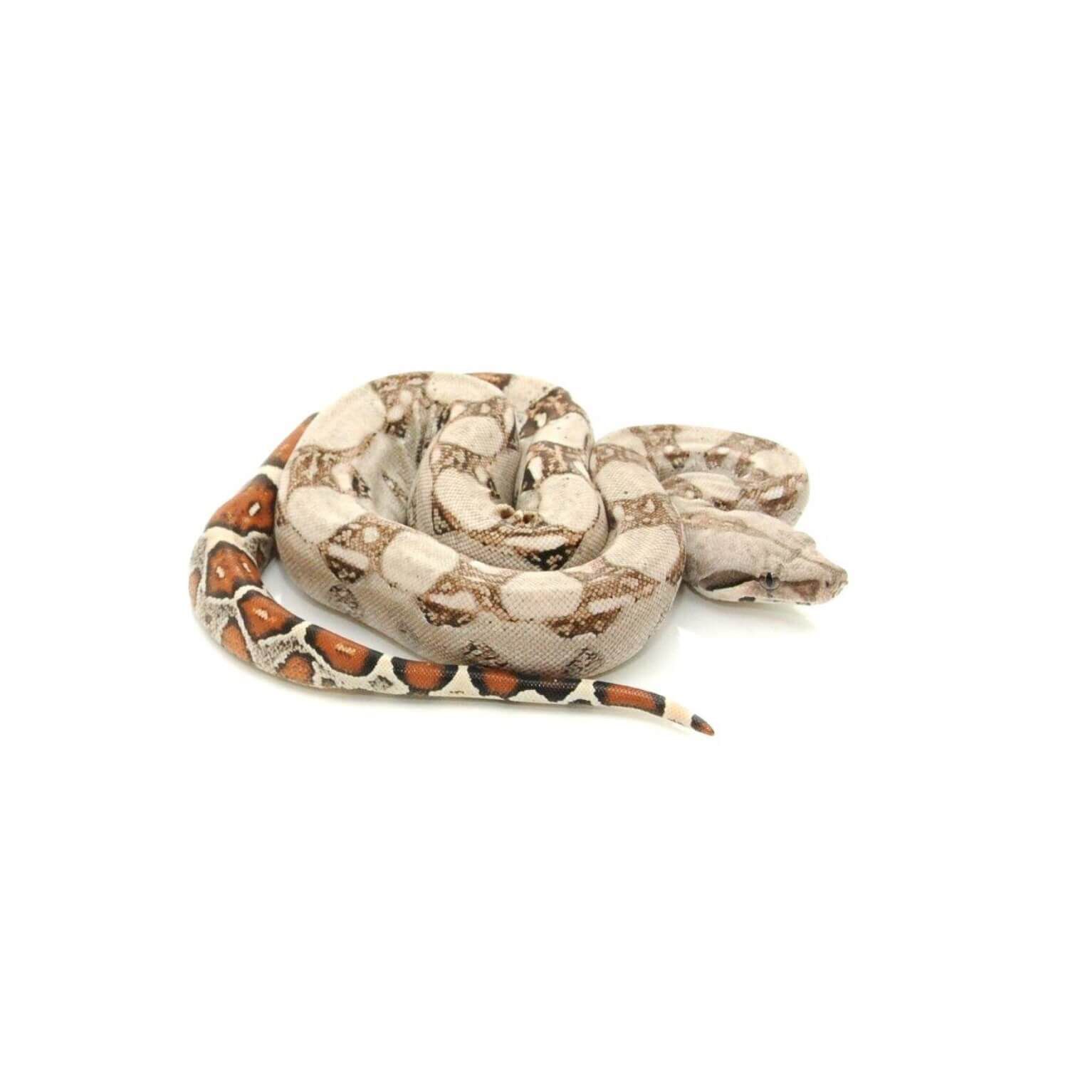 Colombian Red Tail Boa Constrictor