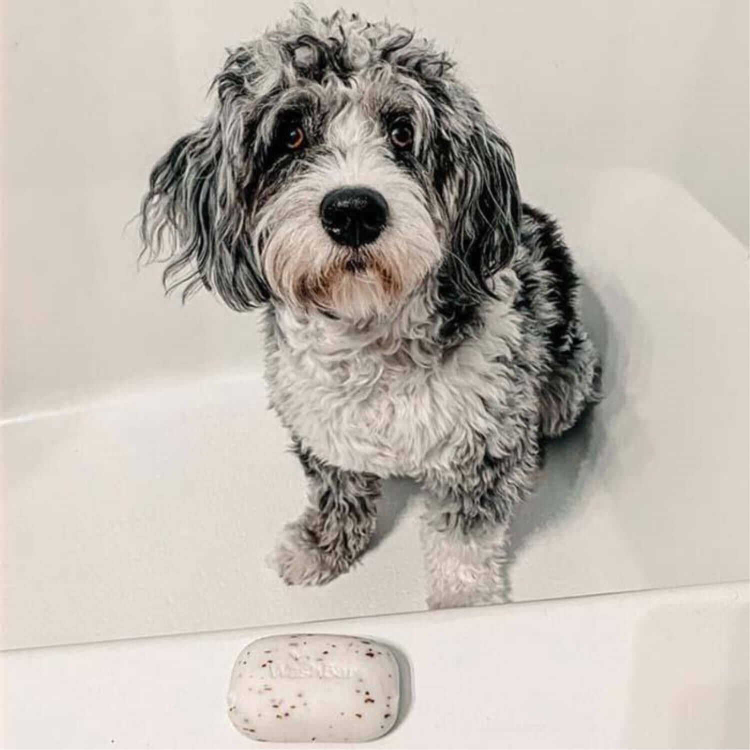 Wash bar soap for dogs cheap