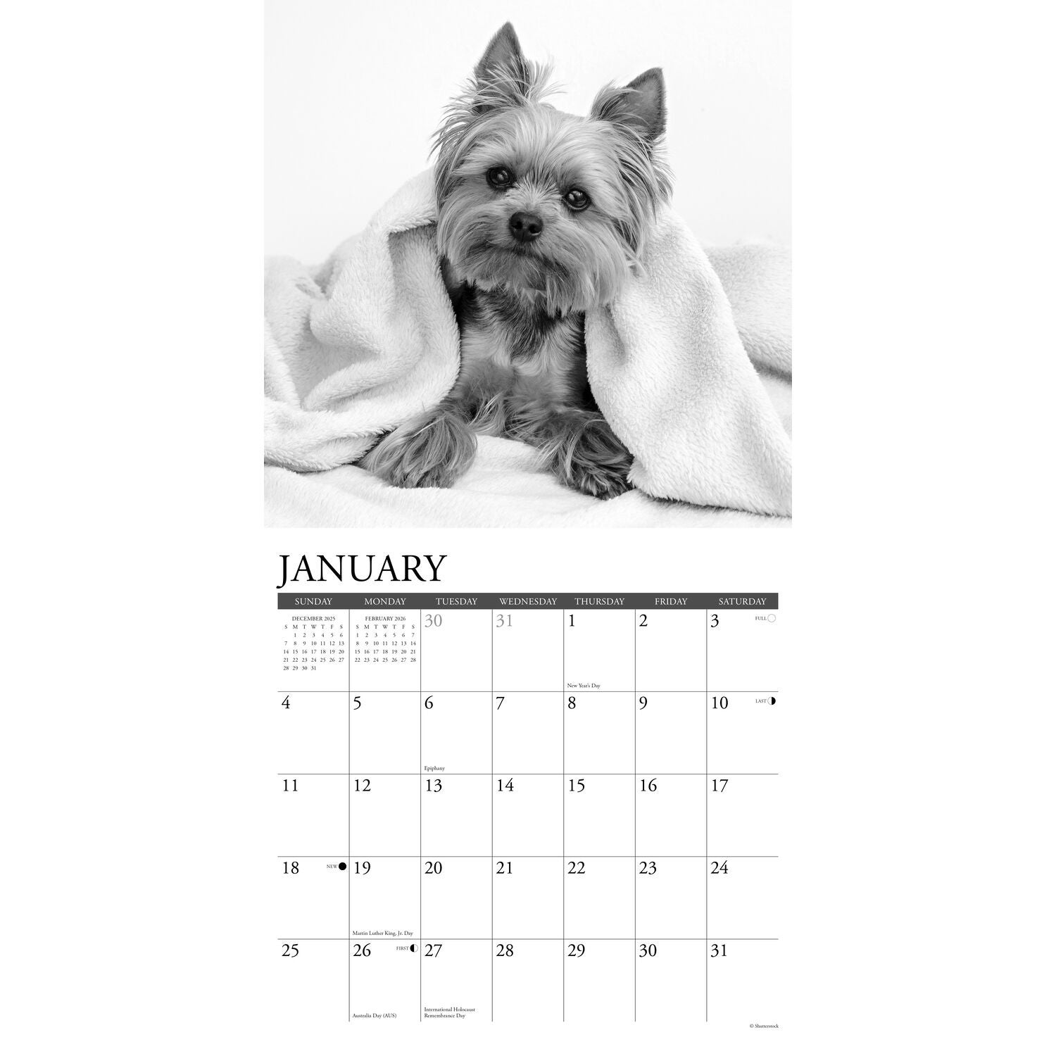Willow Creek Press 2026 Yorkies Wall Wall Calendar