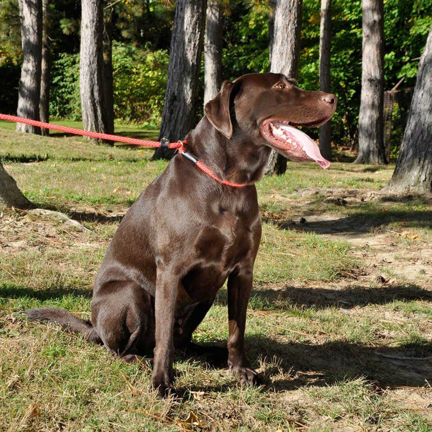 Coastal&reg; Rope Slip Training Dog Leash, Black, 6'
