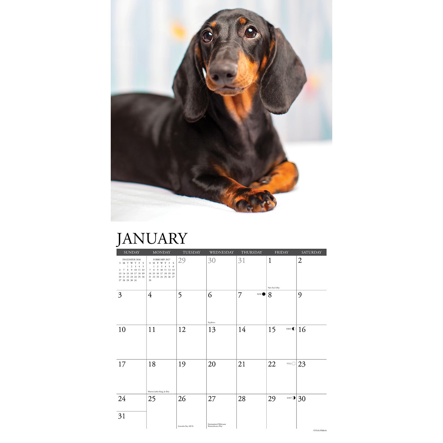 Willow Creek Press Just Dachshunds 2027 Wall Calendar