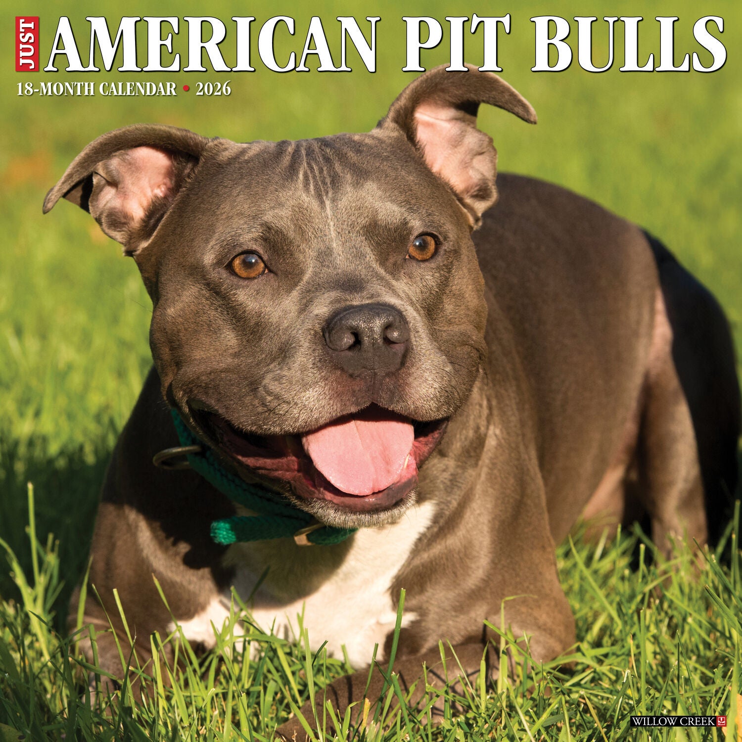 Willow Creek Press 2026 American Pit Bull Terriers Wall Calendar