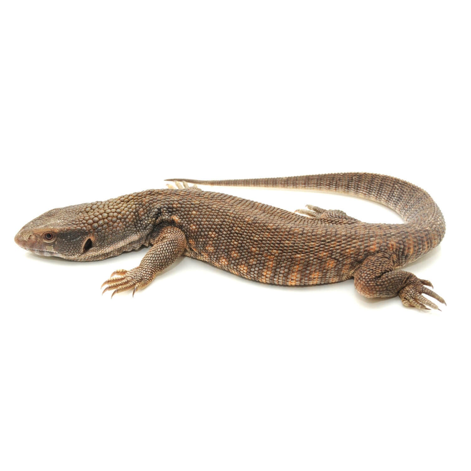 Savanna Monitor