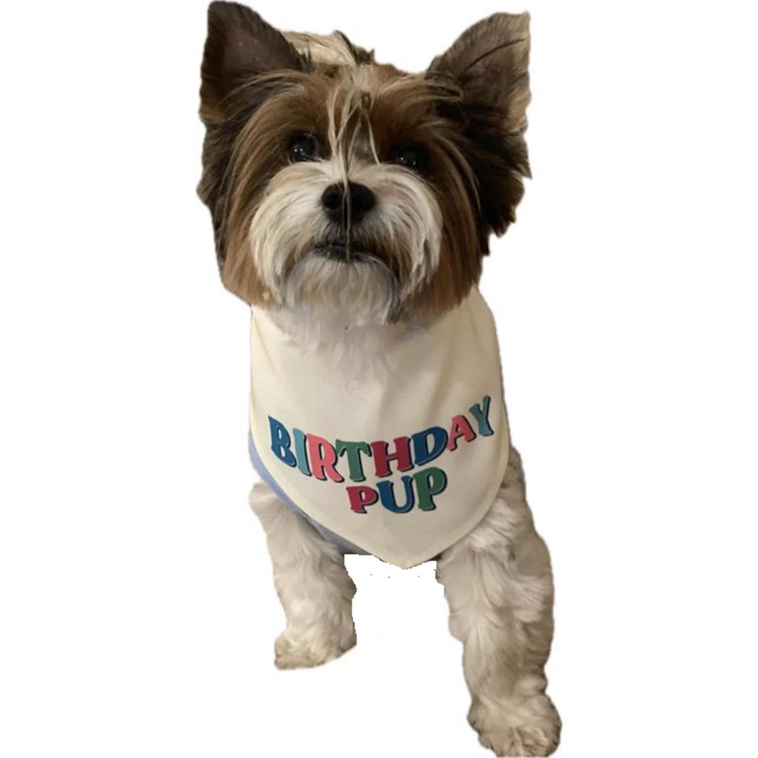 Bailey & Bella Birthday Pup Dog Bandana