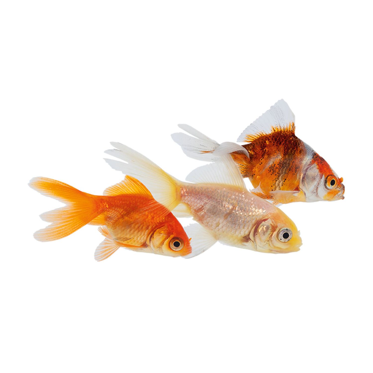 Assorted Telescope Goldfish - Medium
