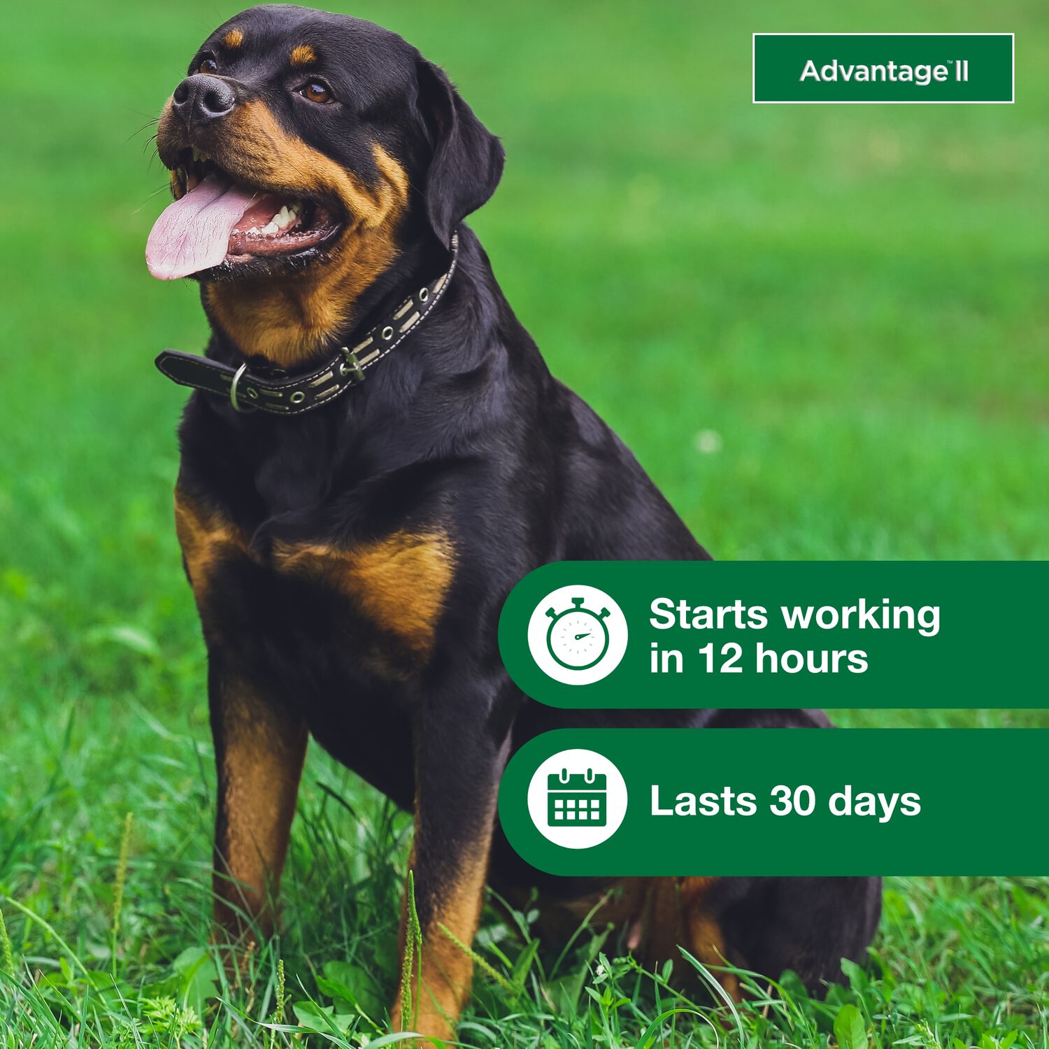 Advantage Ii Flea Treatment & Prevention For Extra Large Dogs, Over 55-Lbs 6-Pack = 6 Months Of Protection