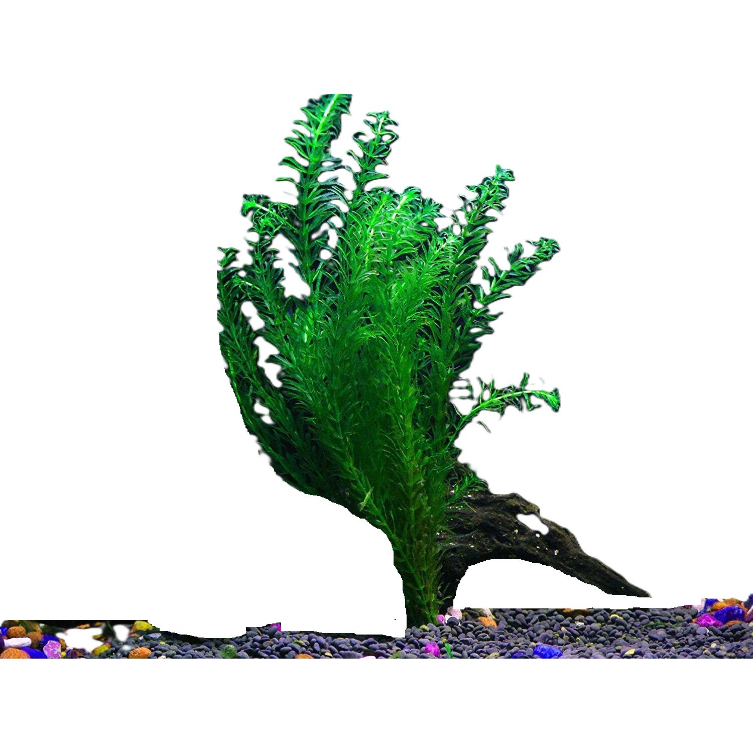 Anacharis