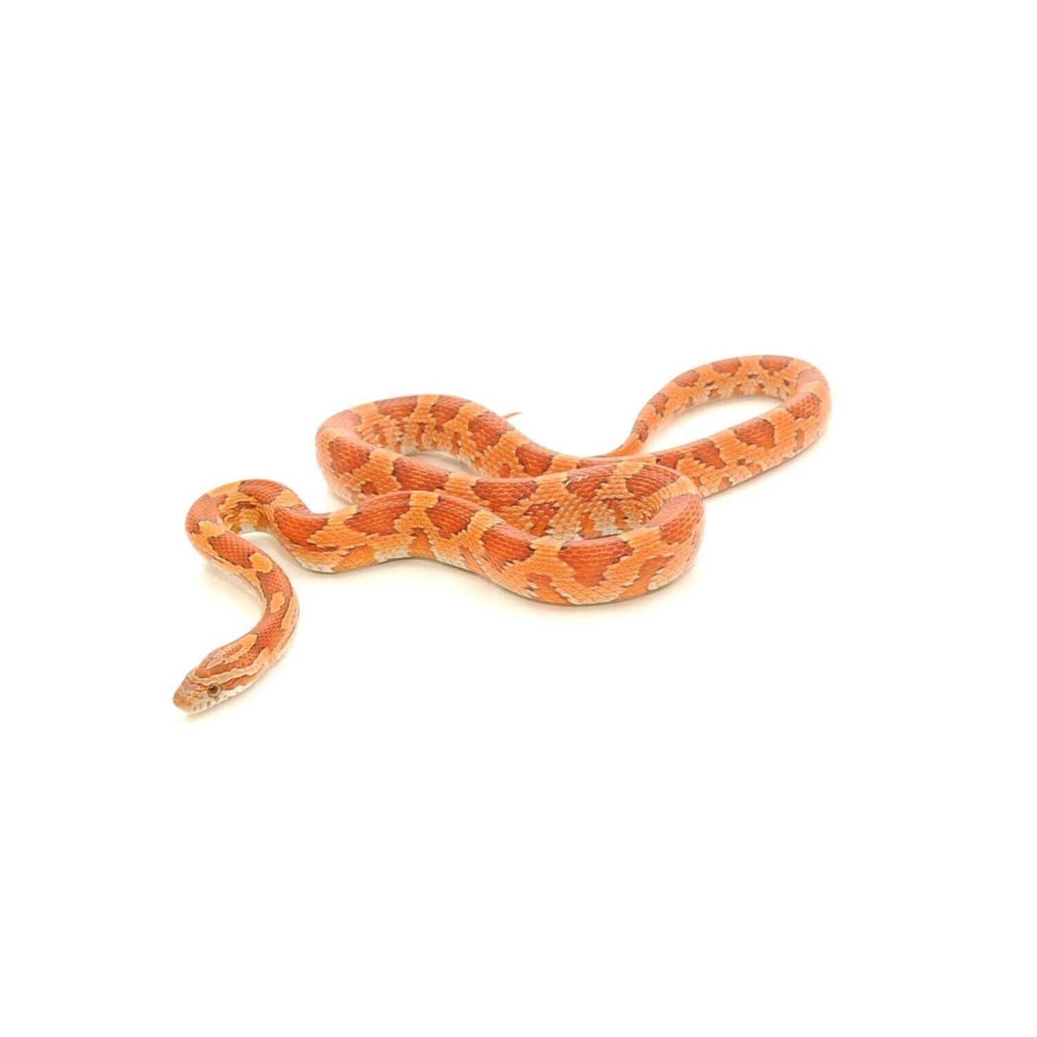Assorted Corn Snake