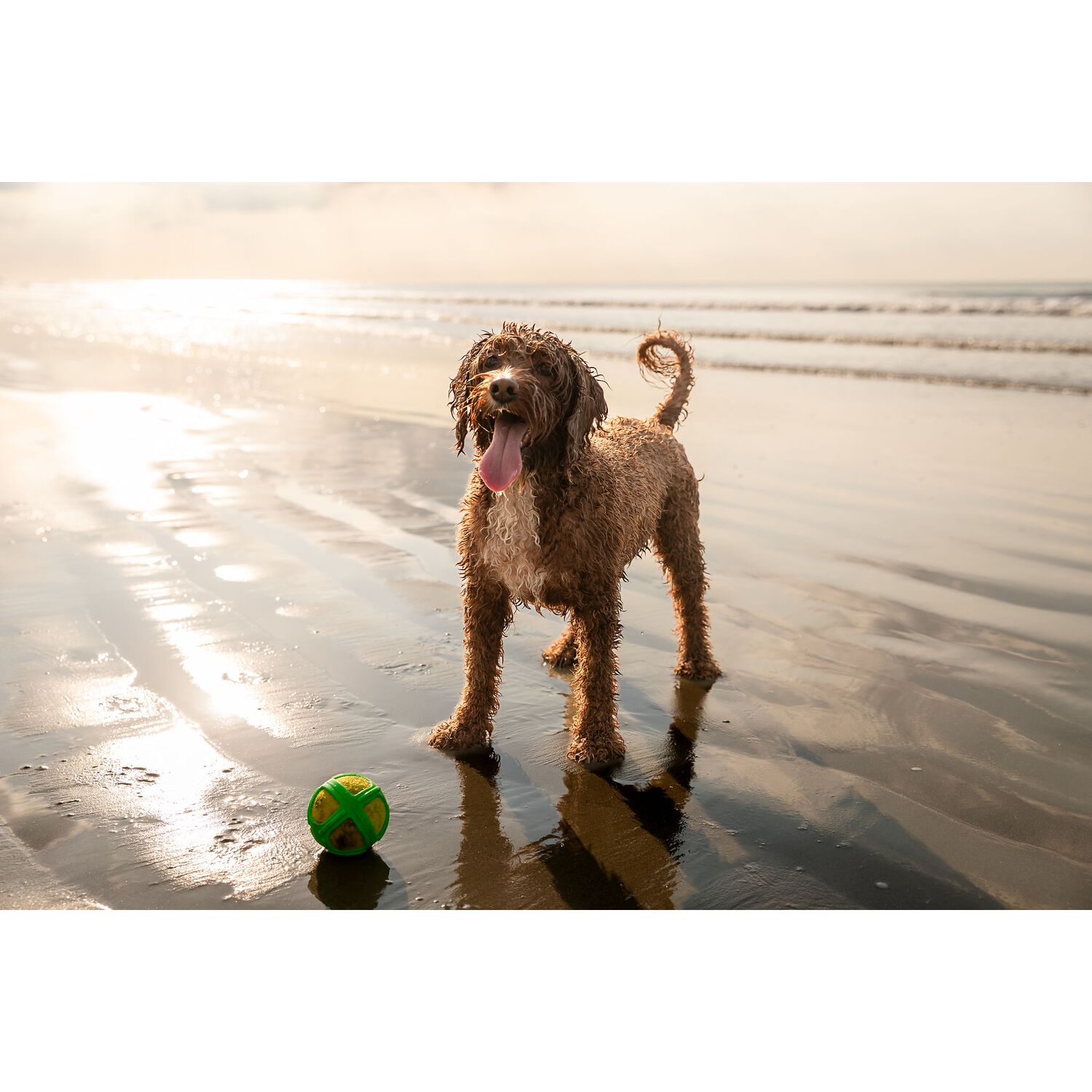 Guru Tennis Max Ball Dog Toy, Large