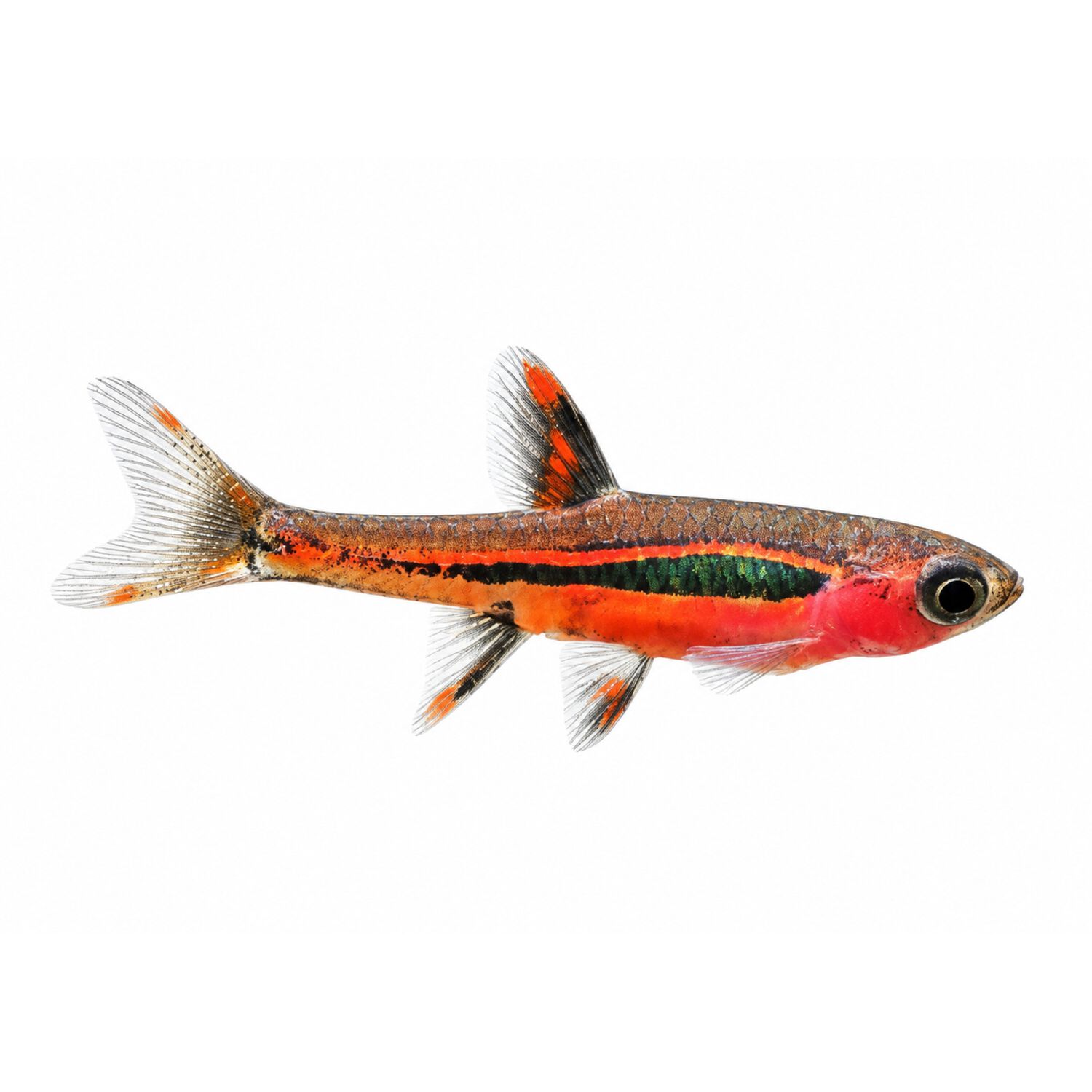 Chili Rasbora - Regular