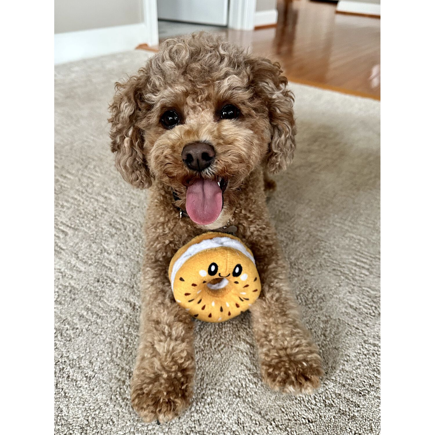 Territory Bagel Hide-And-Treat Crinkle, Squeak & Forage Dog Toy, 4"