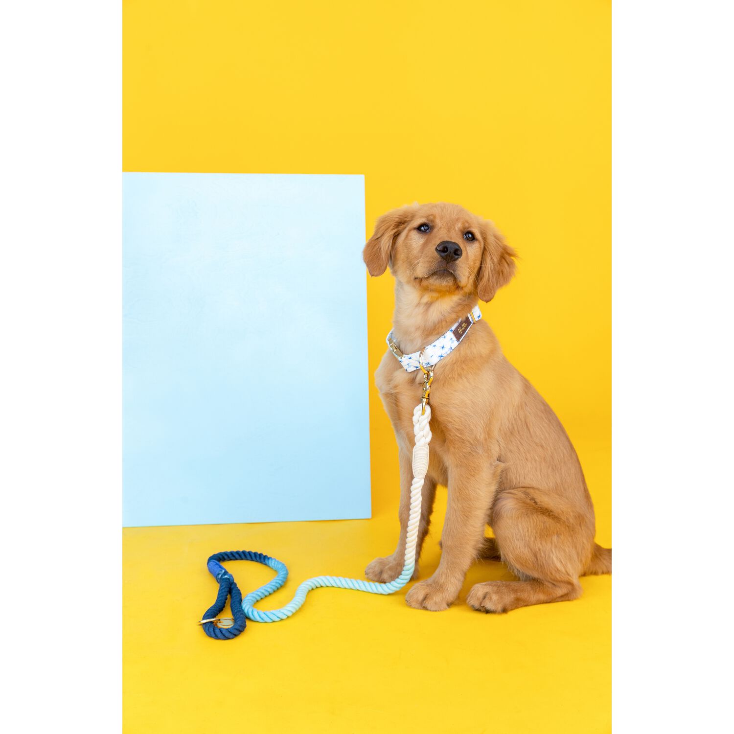 Pink Papyrus Kennedy Rope Dog Leash, 6-Feet Long, Blue